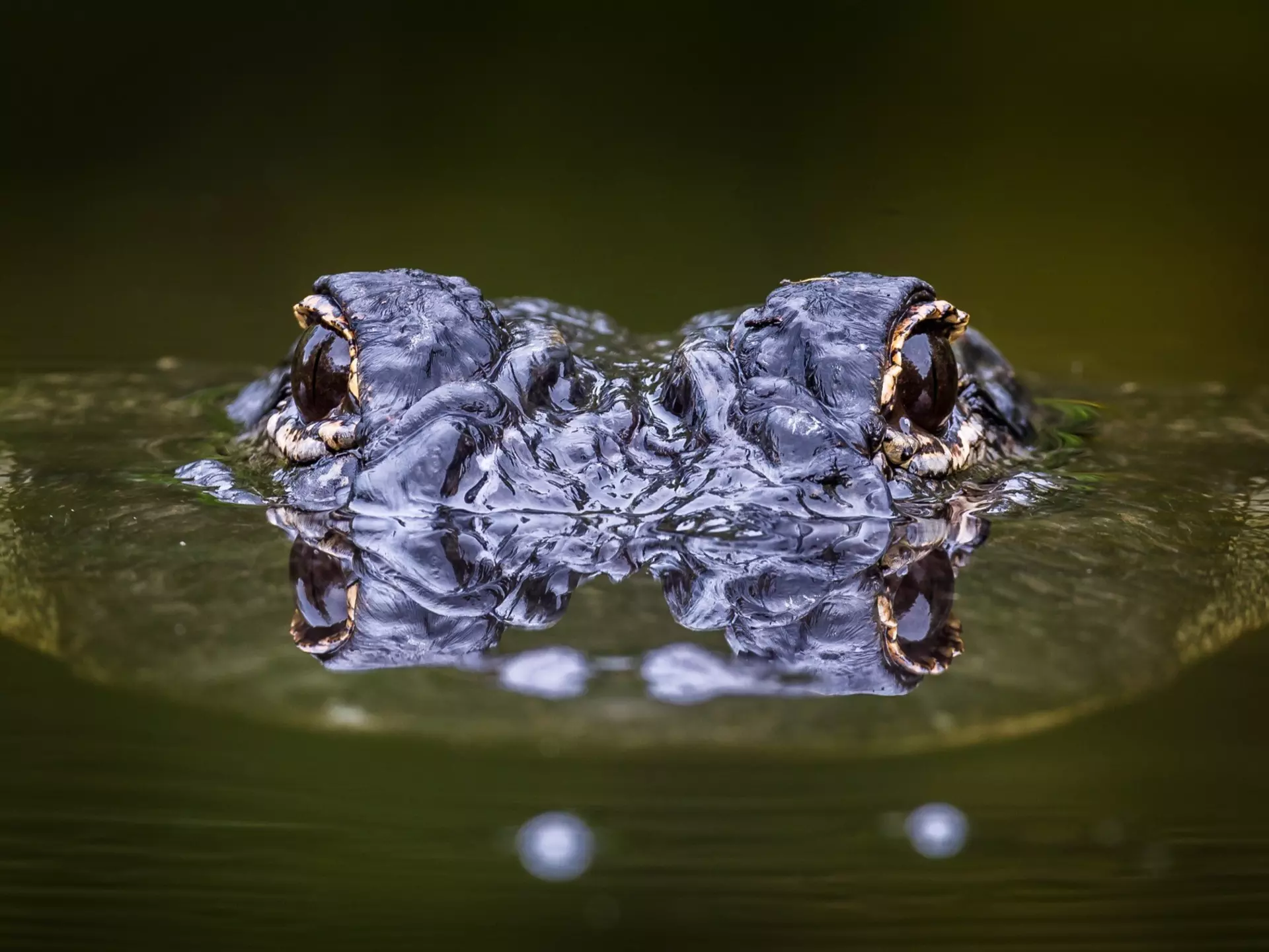 Alligator Surfacing with Eyes Reflecting