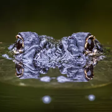Alligator Surfacing with Eyes Reflecting