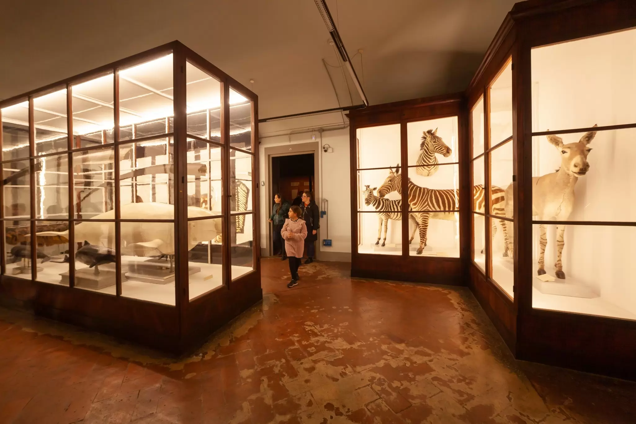Visitors viewing the exhibitions at Museo di Storia Naturale La Specola in Florence, Italy.