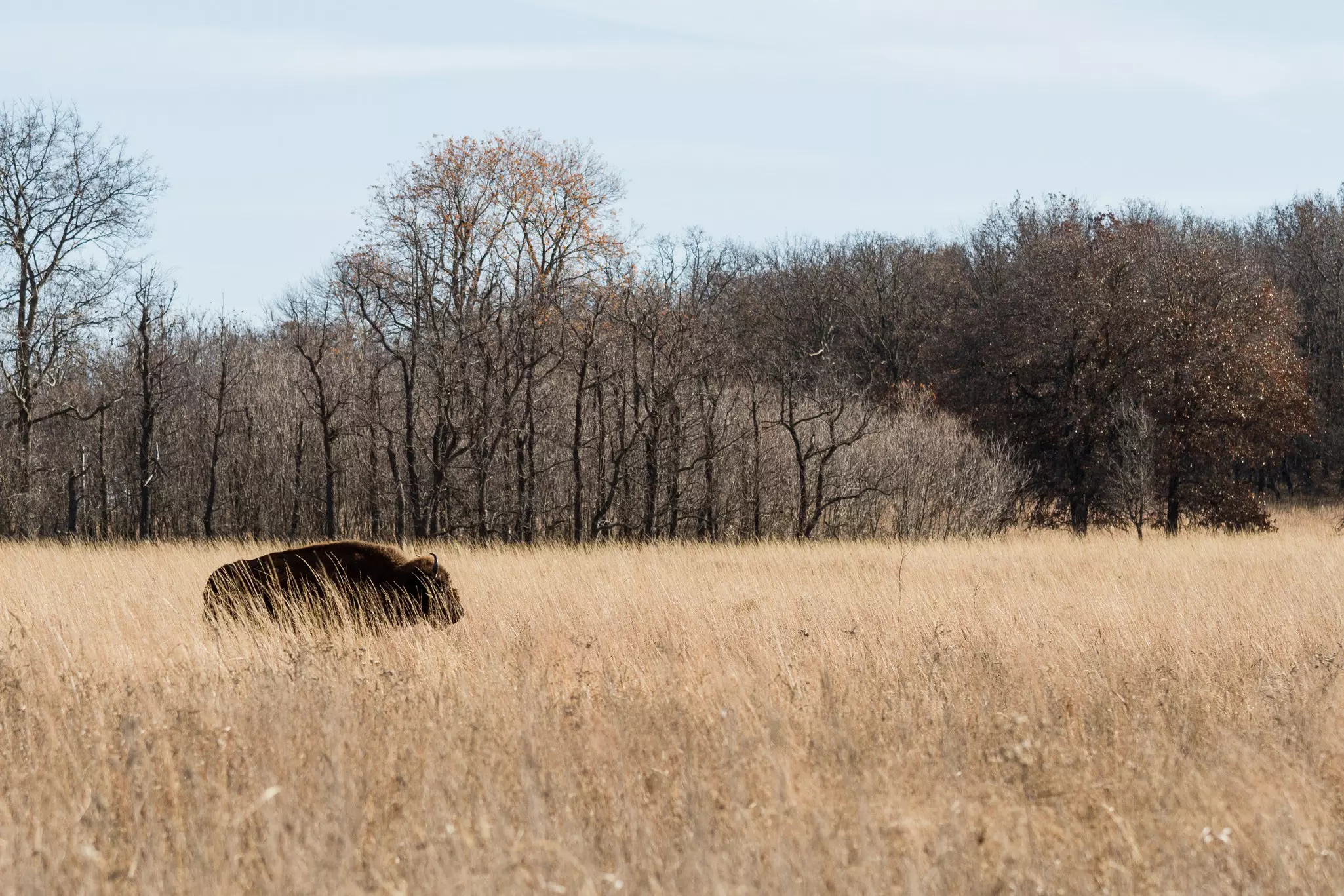 A bison wanders through tall grass