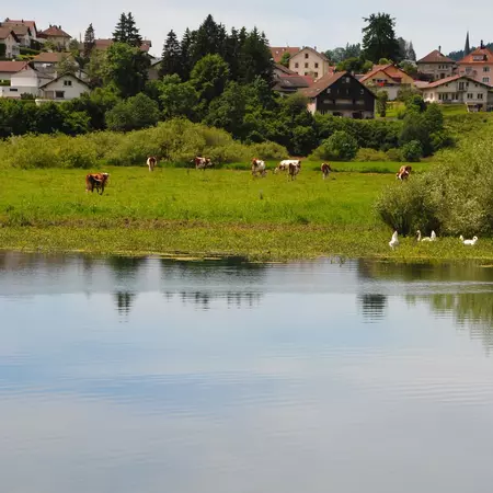 An Alpine town with cows grazing on grass by a lake