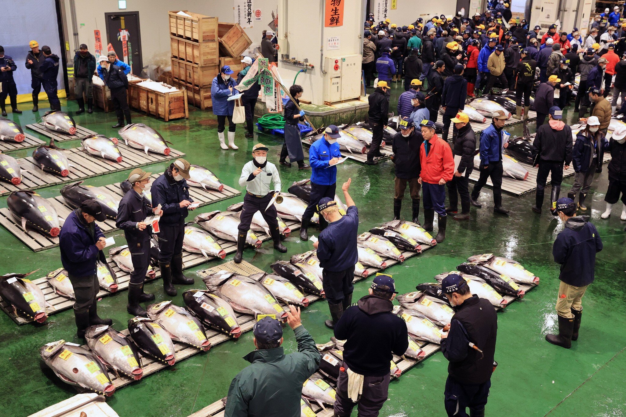 TOKYO, JAPAN - JANUARY 05: A general view of the first tuna auction of the New Year at Toyosu Wholesale Fish Market on January 5, 2024 in Tokyo, Japan. (Photo by The Asahi Shimbun via Getty Images)