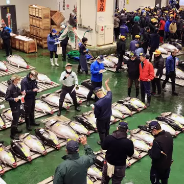 TOKYO, JAPAN - JANUARY 05: A general view of the first tuna auction of the New Year at Toyosu Wholesale Fish Market on January 5, 2024 in Tokyo, Japan. (Photo by The Asahi Shimbun via Getty Images)