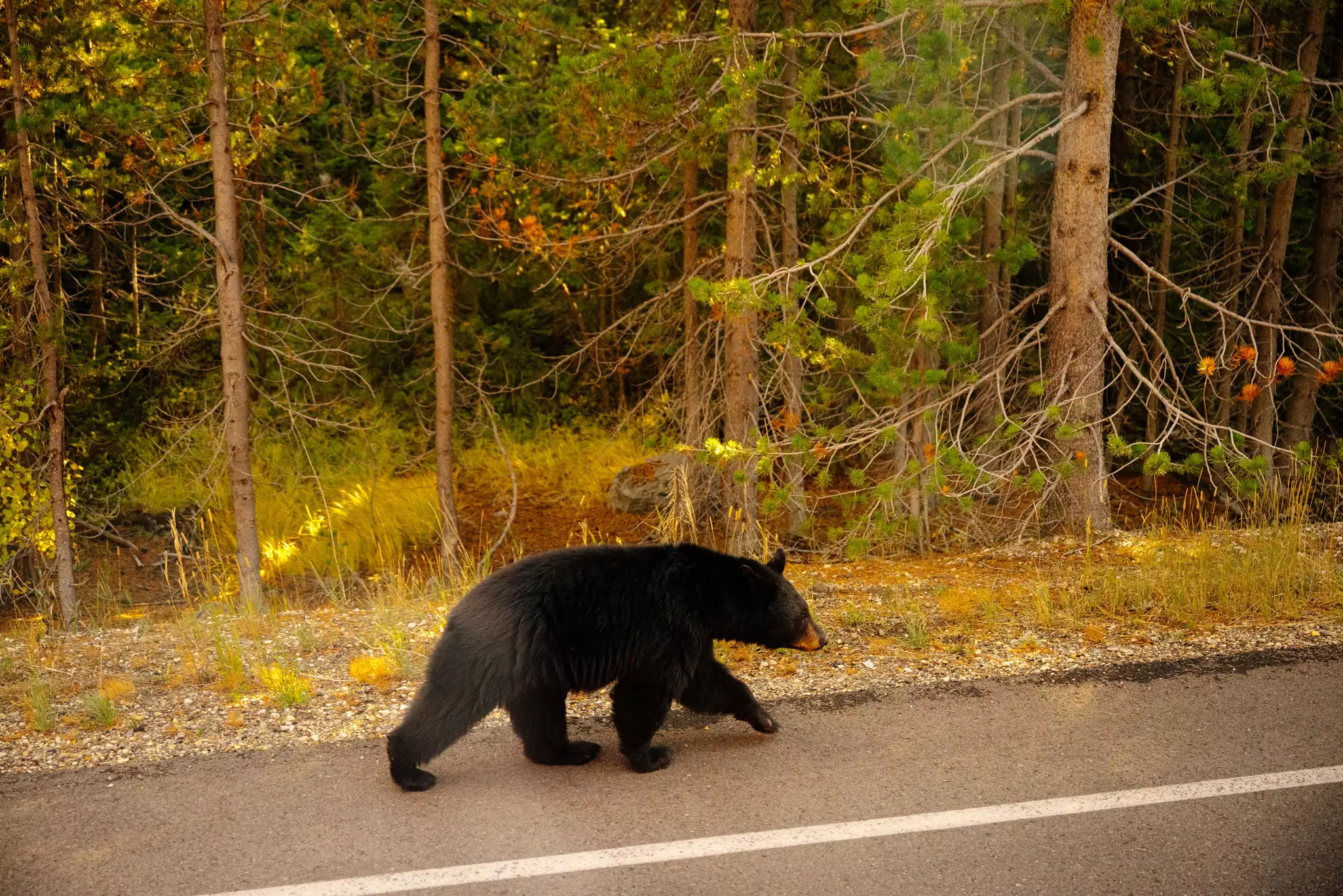 A black bear walking beside the road in Yellowstone National Park, Wyoming, USA. 