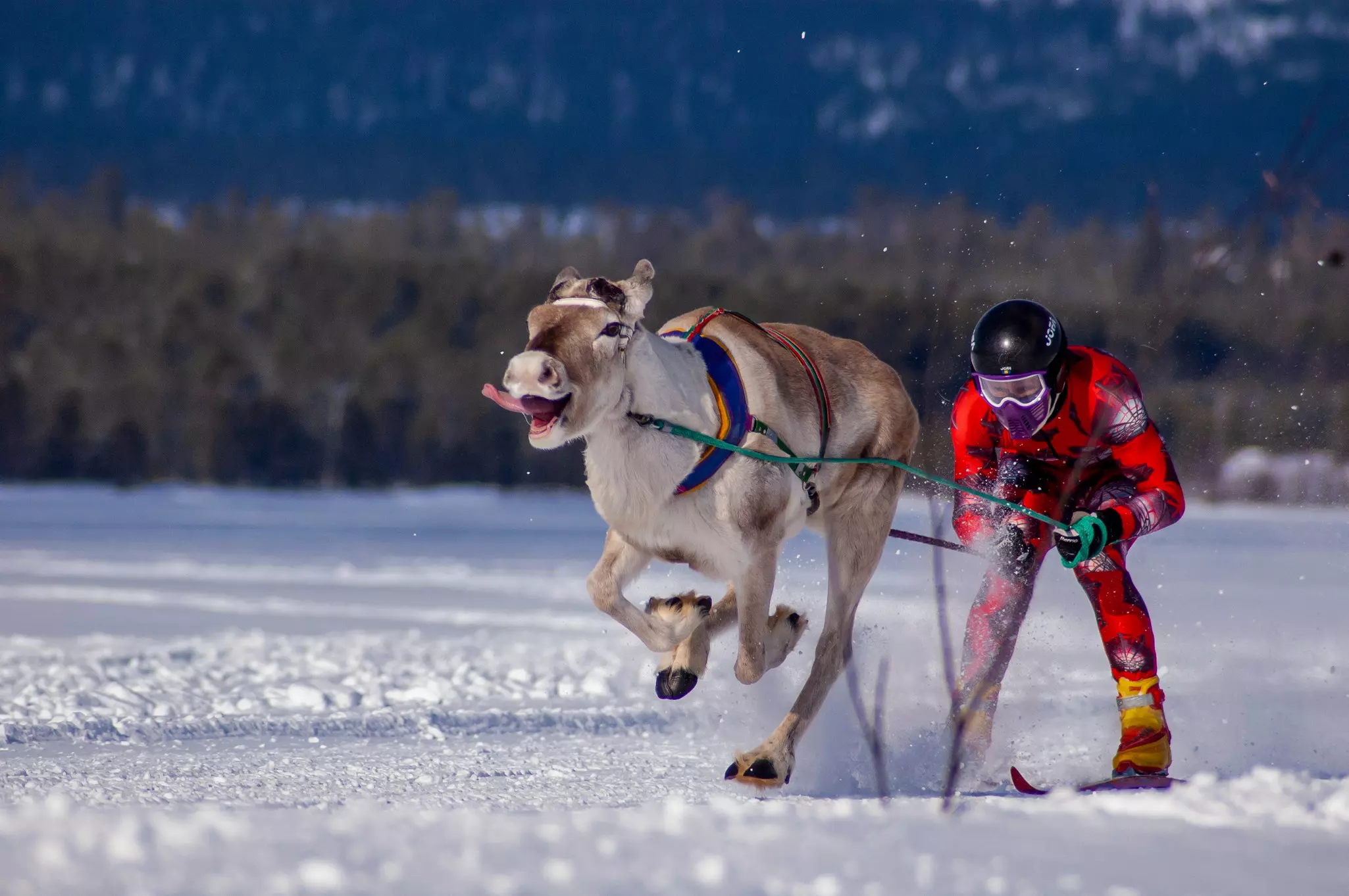 Inari, Lapland, Finland - 2004: Reindeer racing championships in Inari, northern Finland, Races are held annually on frozen Lake Inari and are a highlight of the Sami sporting calendar.