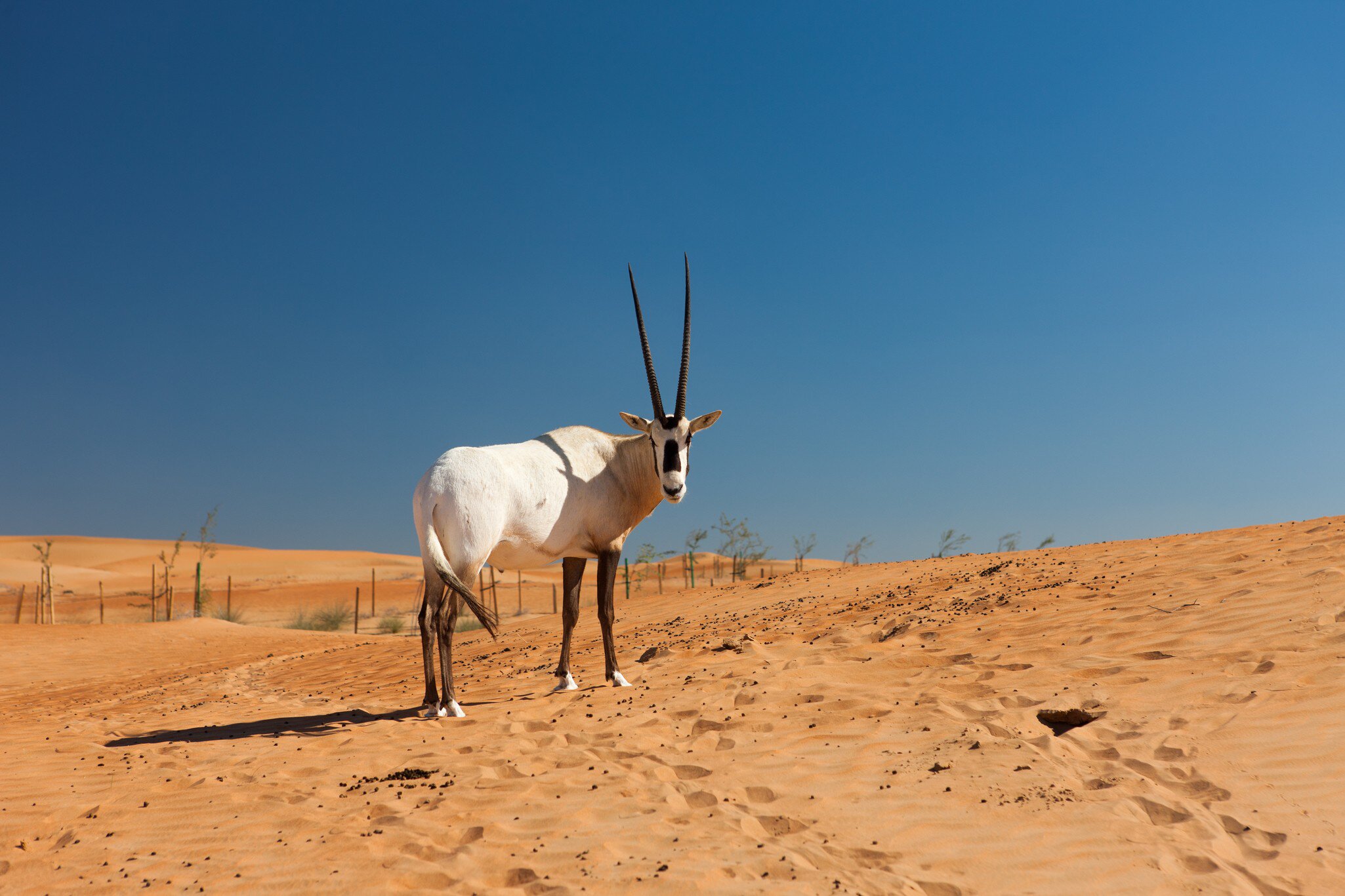 A solitary Arabian Oryx in the Dubai Desert Conservation Reserve, Dubai, United Arab Emirates (UAE)  License Type: media  Download Time: 2023-11-20T02:03:53.000Z  User: mvm_lonelyplanet  Is Editorial: No  purchase_order:   