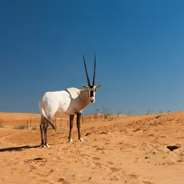 A solitary Arabian Oryx in the Dubai Desert Conservation Reserve, Dubai, United Arab Emirates (UAE)  License Type: media  Download Time: 2023-11-20T02:03:53.000Z  User: mvm_lonelyplanet  Is Editorial: No  purchase_order:   