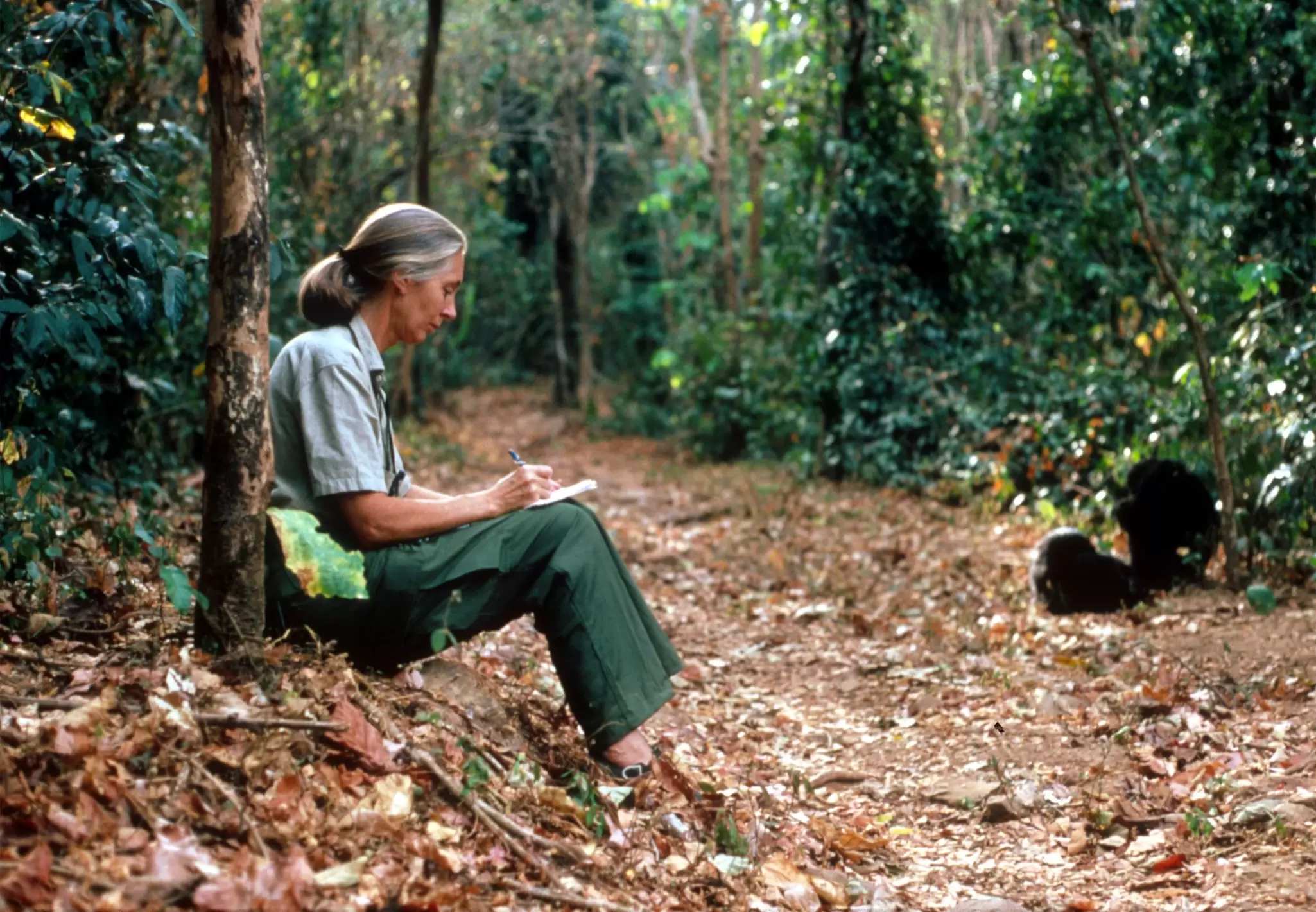 The paleontologist Jane Goodall sits in the forest making notes as she observes chimpanzees, Gombe National Park, Tanzania