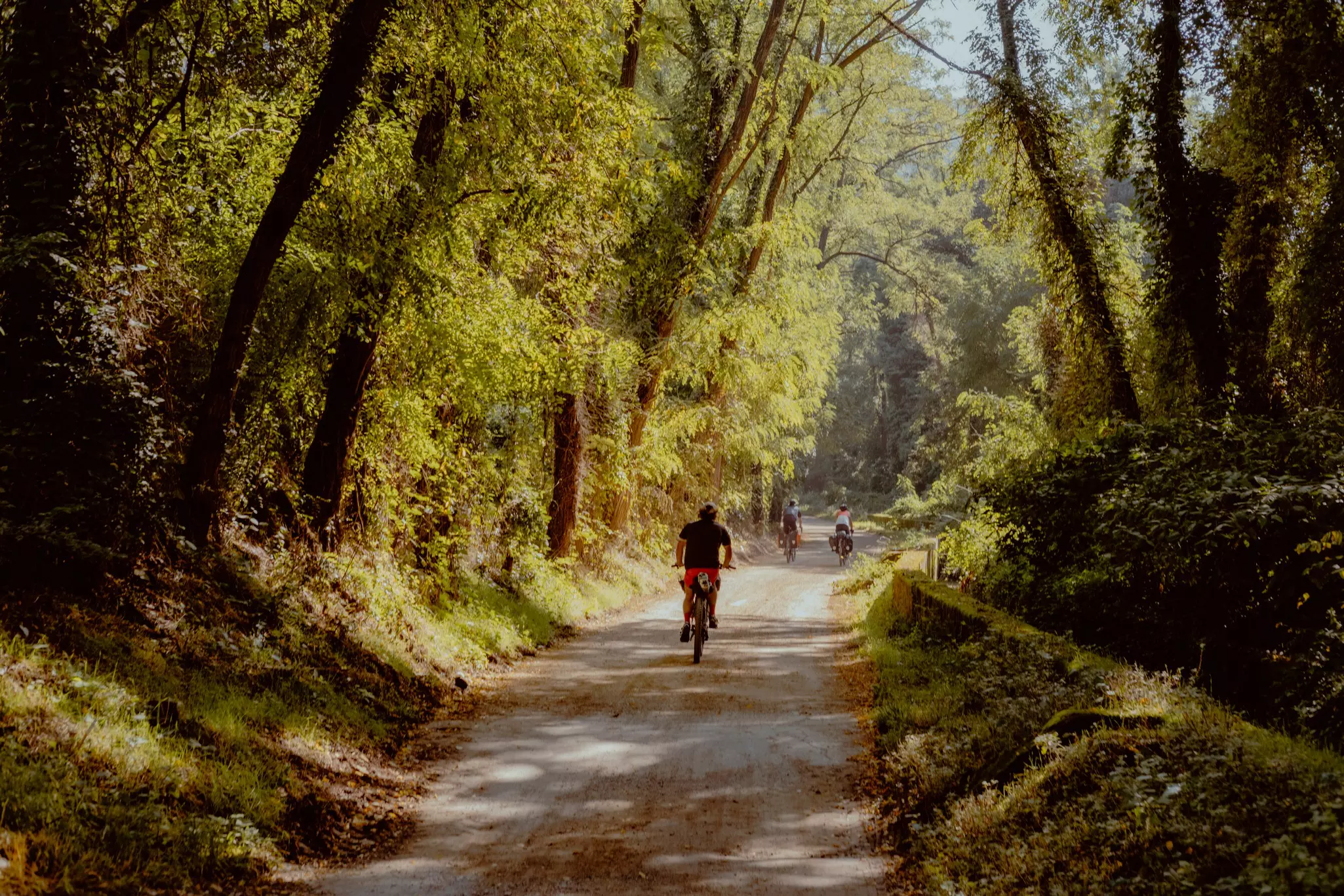  Cyclists are seen from behind on a country road shaded by huge trees.