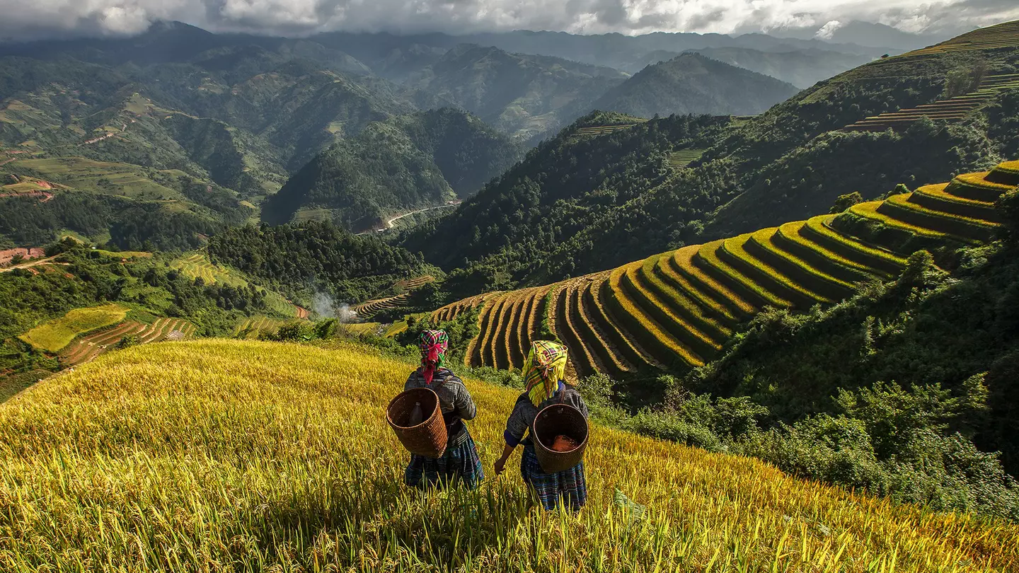 Two farmers wearing tribal dress and carrying baskets on their backs look out over the green rice fields in a mountainous area