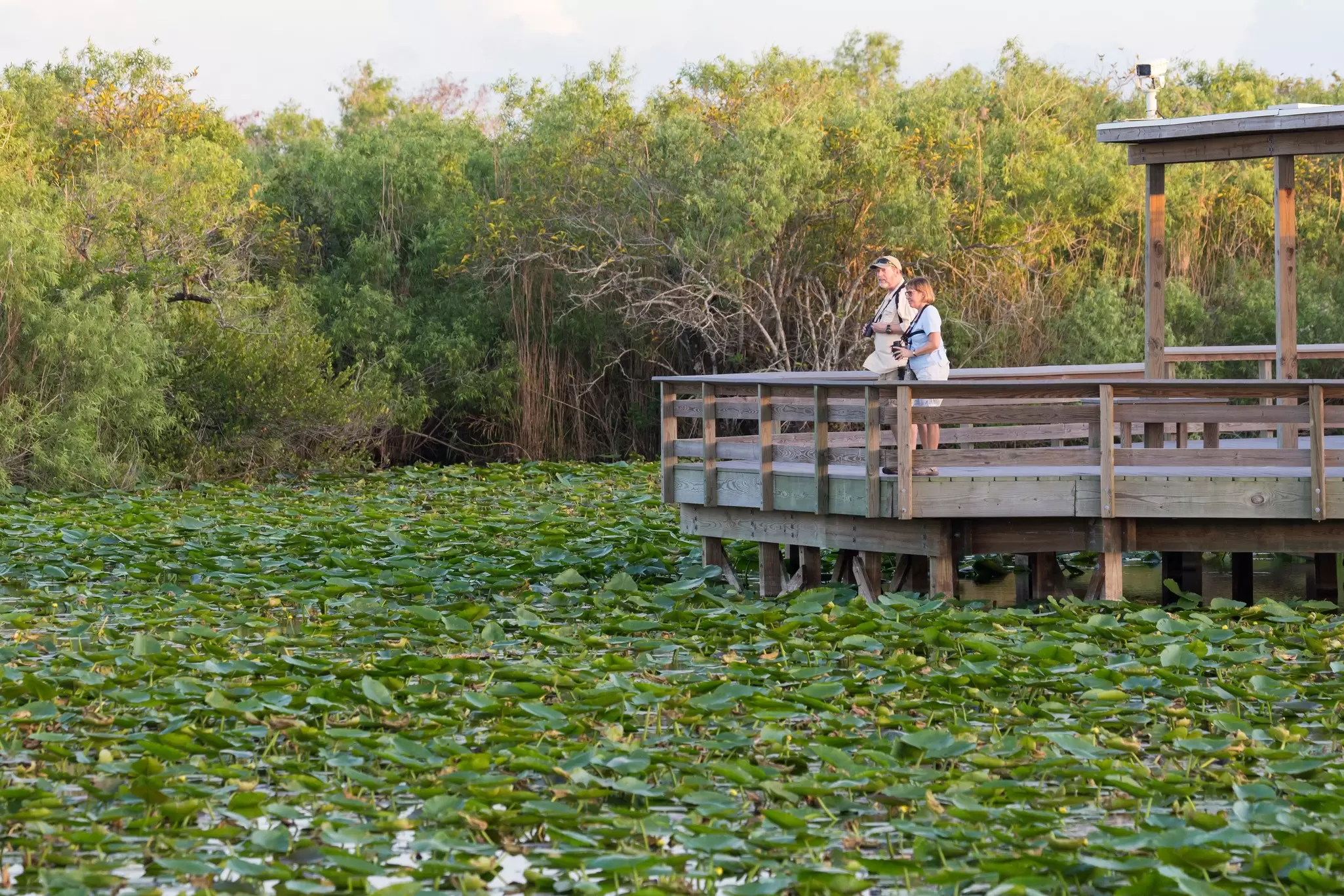 Everglades National Park. BlueBarronPhoto/Shutterstock