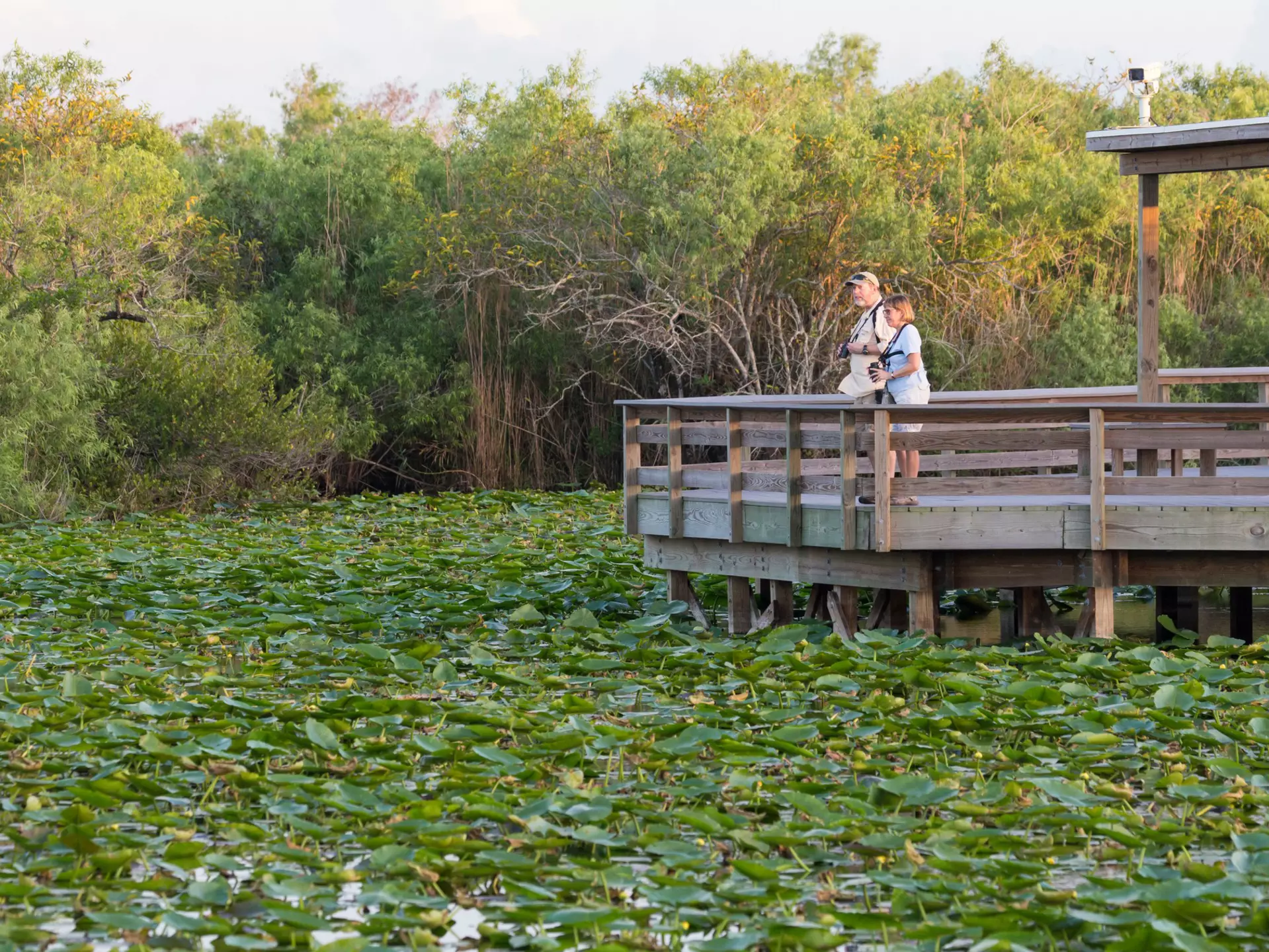 Everglades National Park. BlueBarronPhoto/Shutterstock