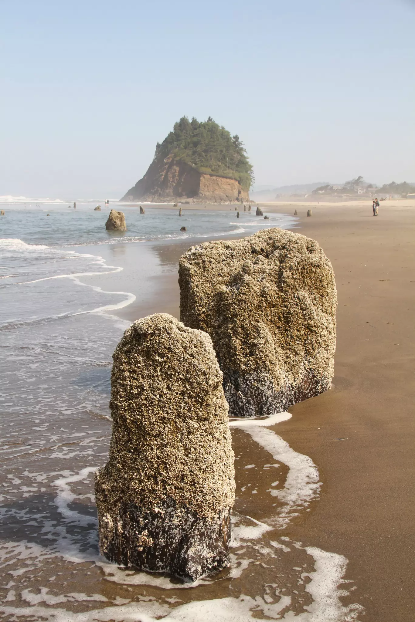 Neskowin Ghost Forest