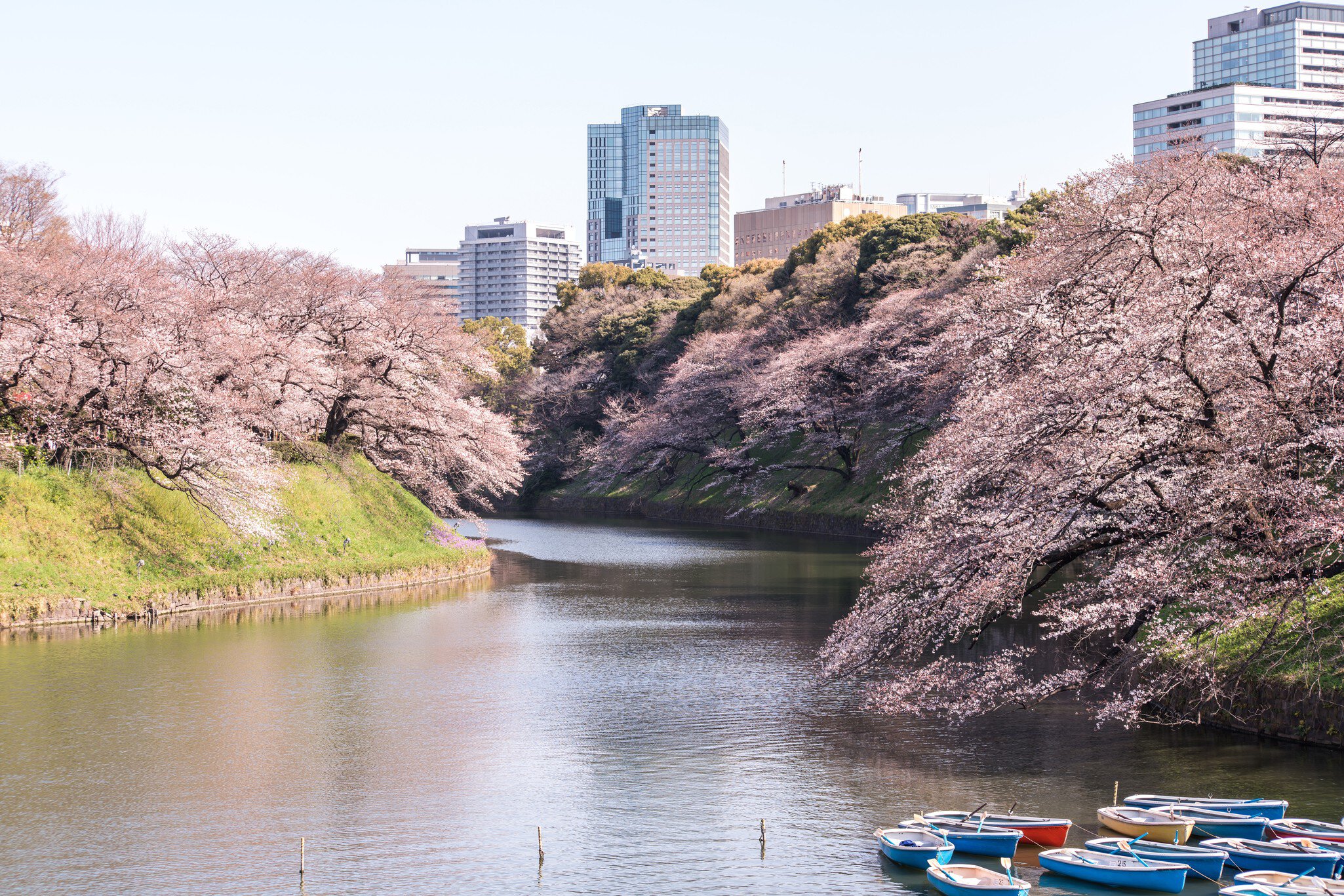cherry blossom at chidori ga fuchi, tokyo, japan, License Type: media, Download Time: 2026-04-03T16:48:27.000Z, User: esterpyykko45, Editorial: false, purchase_order: 65050 - Digital Destinations and Articles, job: Lonely Planet, client: app content , other: Ester Pyykko