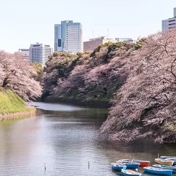 cherry blossom at chidori ga fuchi, tokyo, japan, License Type: media, Download Time: 2026-04-03T16:48:27.000Z, User: esterpyykko45, Editorial: false, purchase_order: 65050 - Digital Destinations and Articles, job: Lonely Planet, client: app content , other: Ester Pyykko