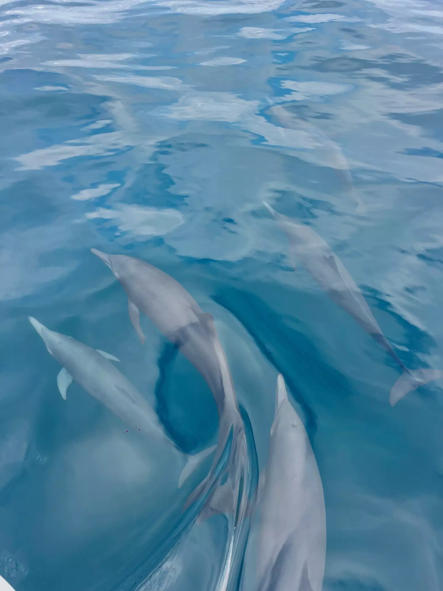 A pod of dolphins underneath the water in the ocean.