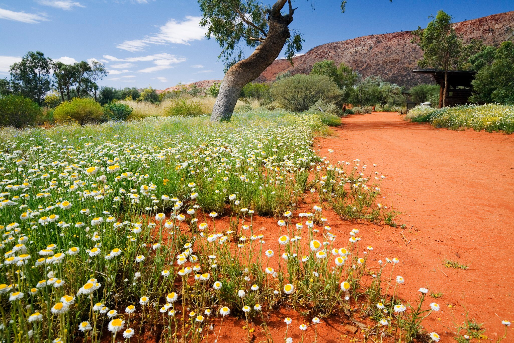 Australia, Northern Territory, Alice Springs. Wildflowers in the Alice Springs Desert Park.