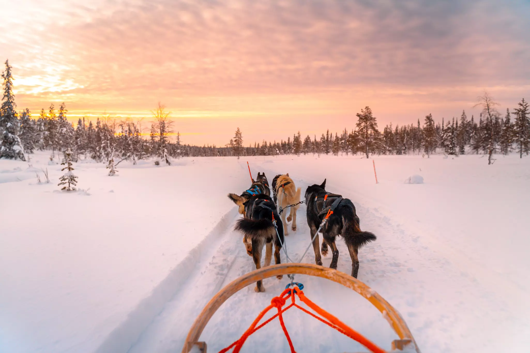 Bright red ropes connect a wooden arch to a team of six dogs running in a snowy field.