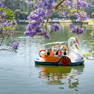 People ride a white swan-shaped pedal boat on a calm lake, purple jacaranda blossoms hanging over the water in front.