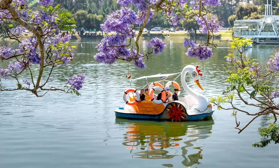People ride a white swan-shaped pedal boat on a calm lake, purple jacaranda blossoms hanging over the water in front.