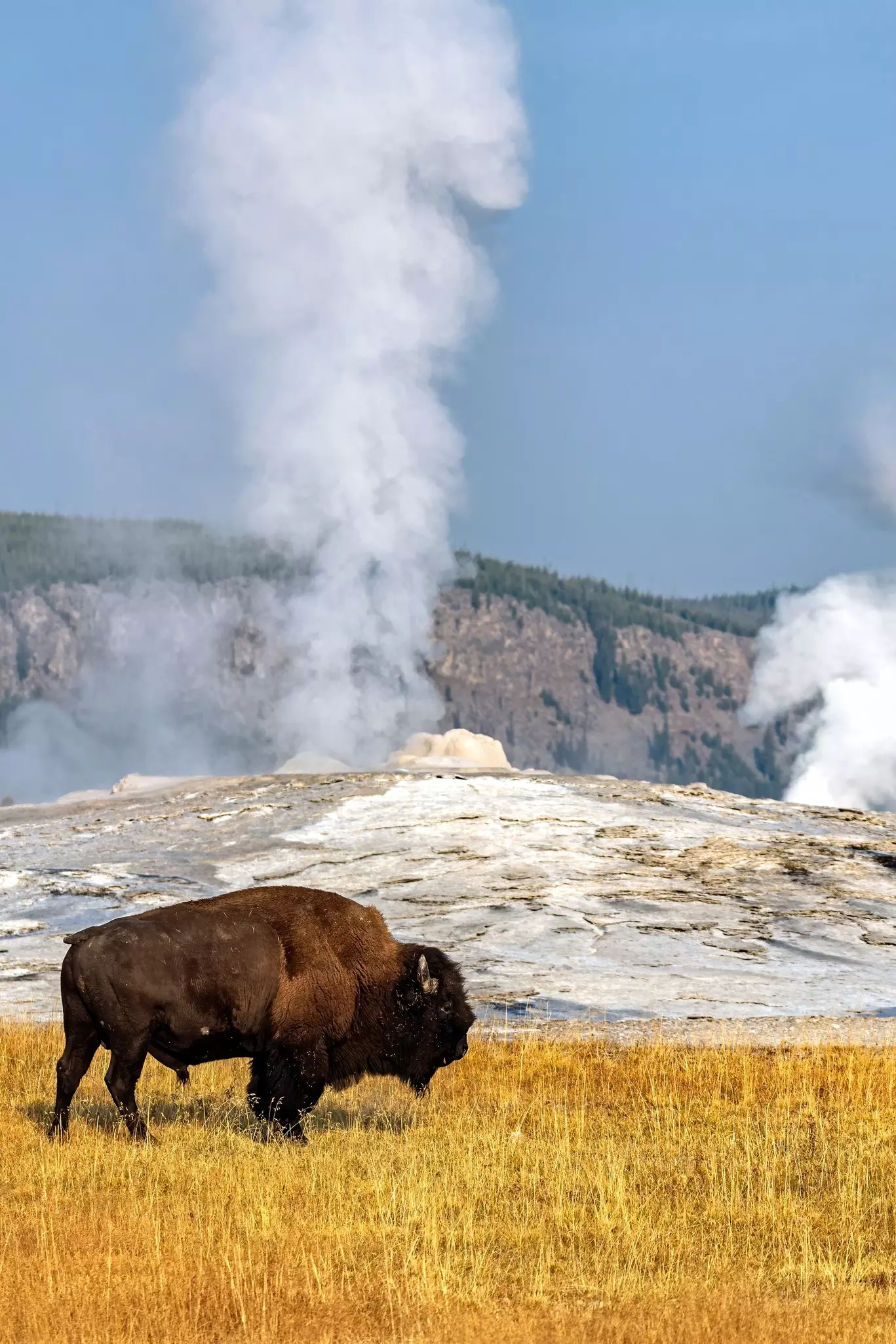 A North American Bison stands in front of a large geyser
