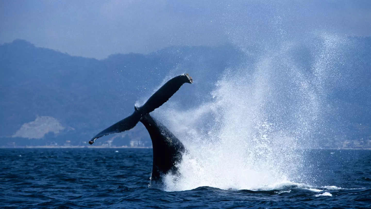 humpback whale, megaptera novaeangliae, lobtailing, puerto vallarta