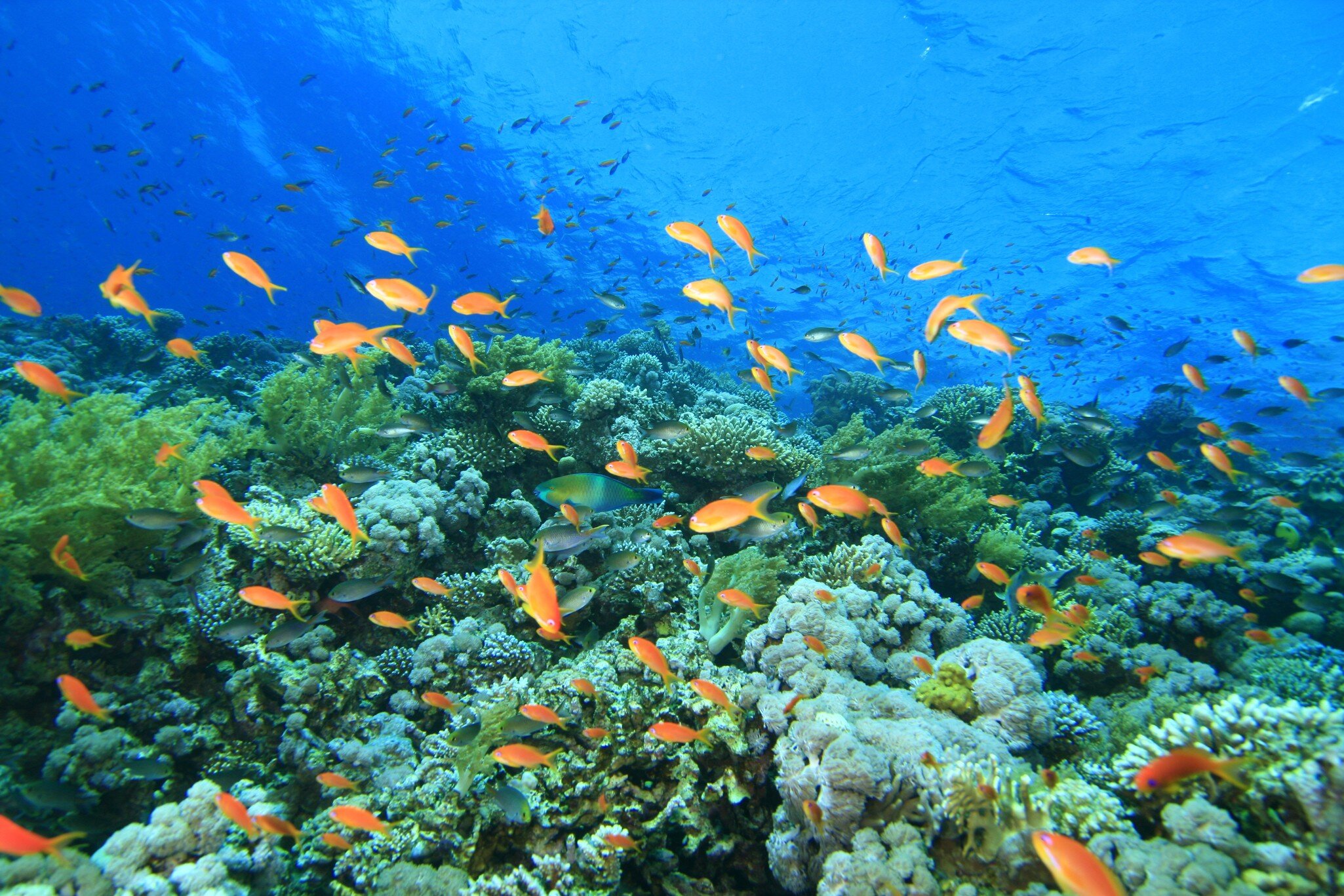 Coral Reef at the Blue Hole in Dahab, Egypt; Shutterstock ID 22130533;