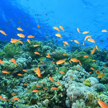 Coral Reef at the Blue Hole in Dahab, Egypt; Shutterstock ID 22130533;