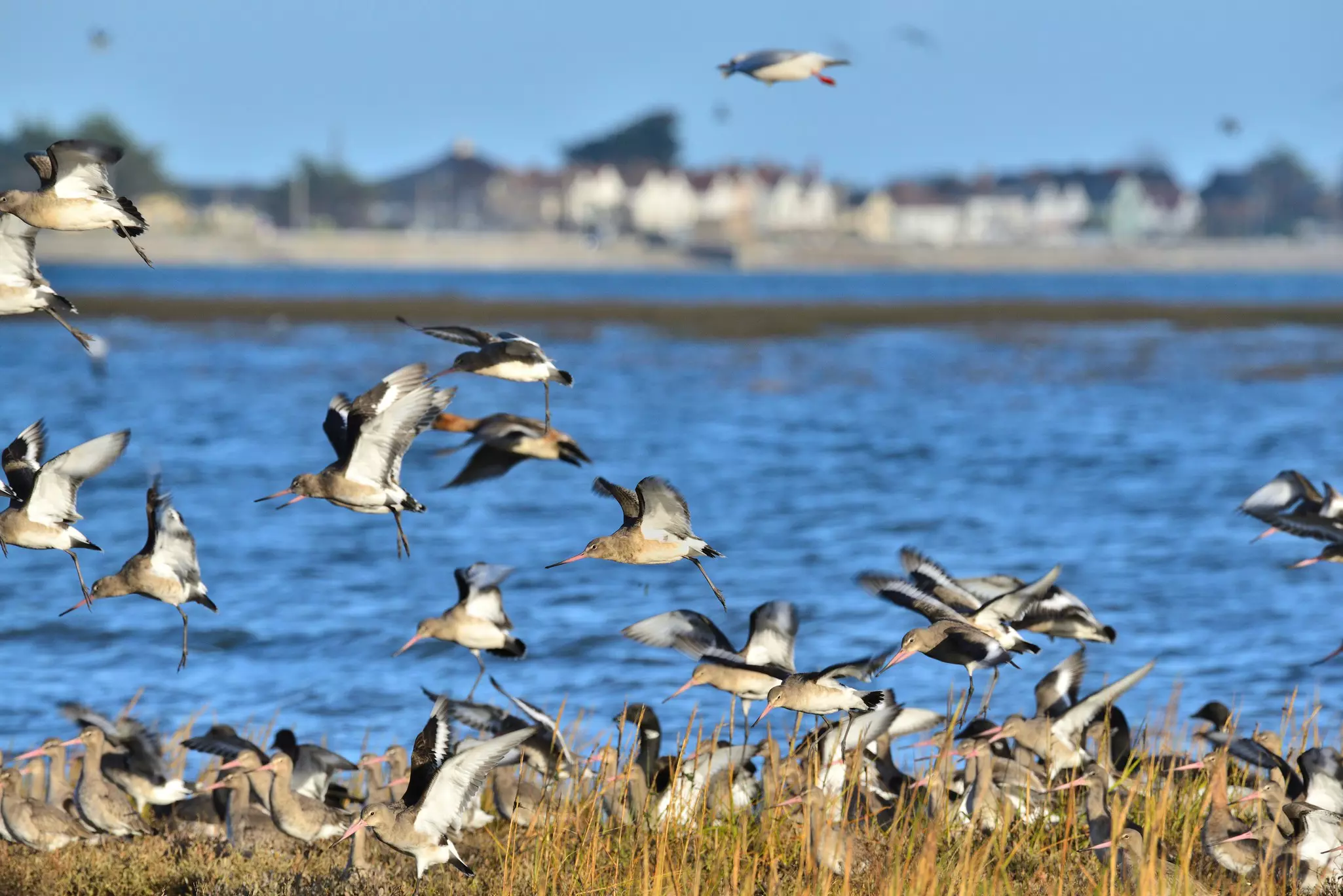 Black-and-white birds with long, narrow bills flying and walking along the shoreline.