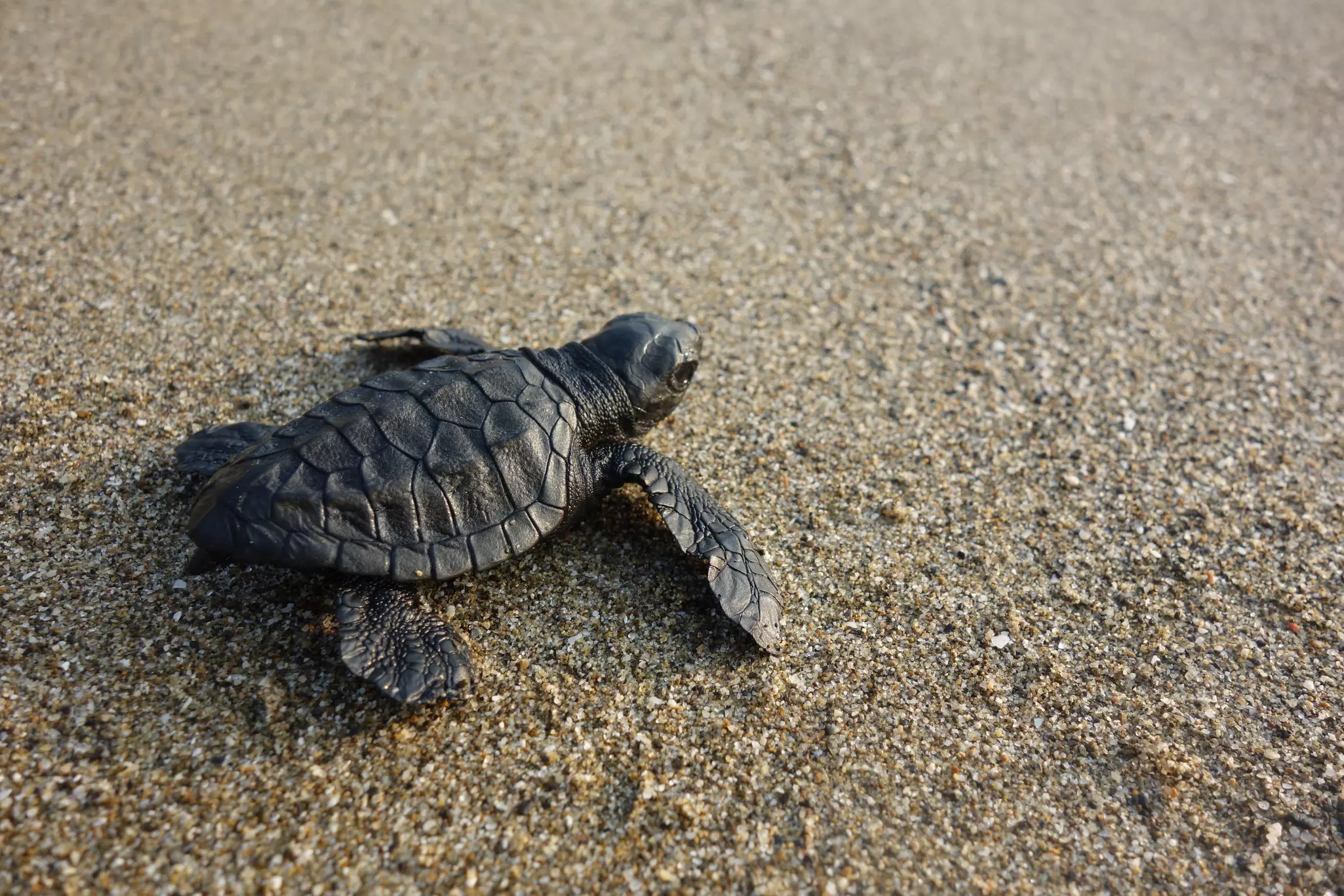 Young olive ridley turtle hatchling, Andaman Islands, India.