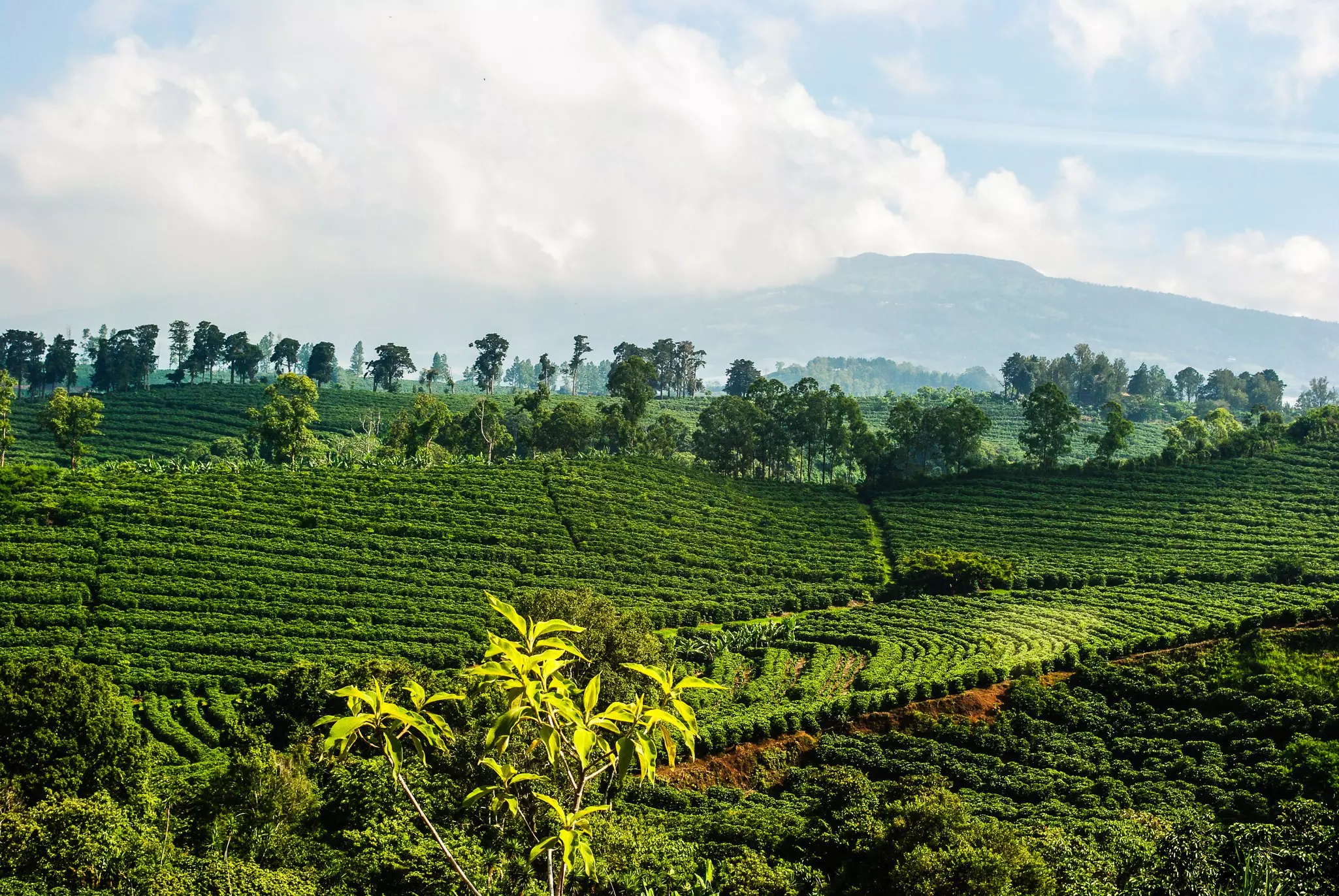 Rows of bushes spread out over hillsides in a mountainous area.