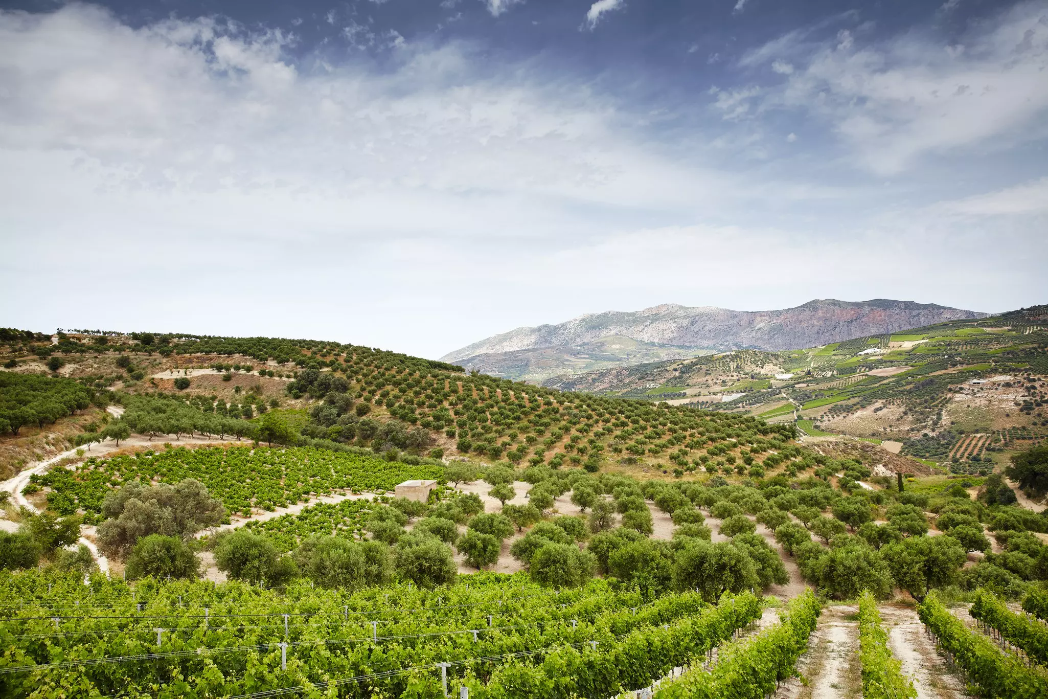 Vineyards in Crete rolling hills and with grey skies behind