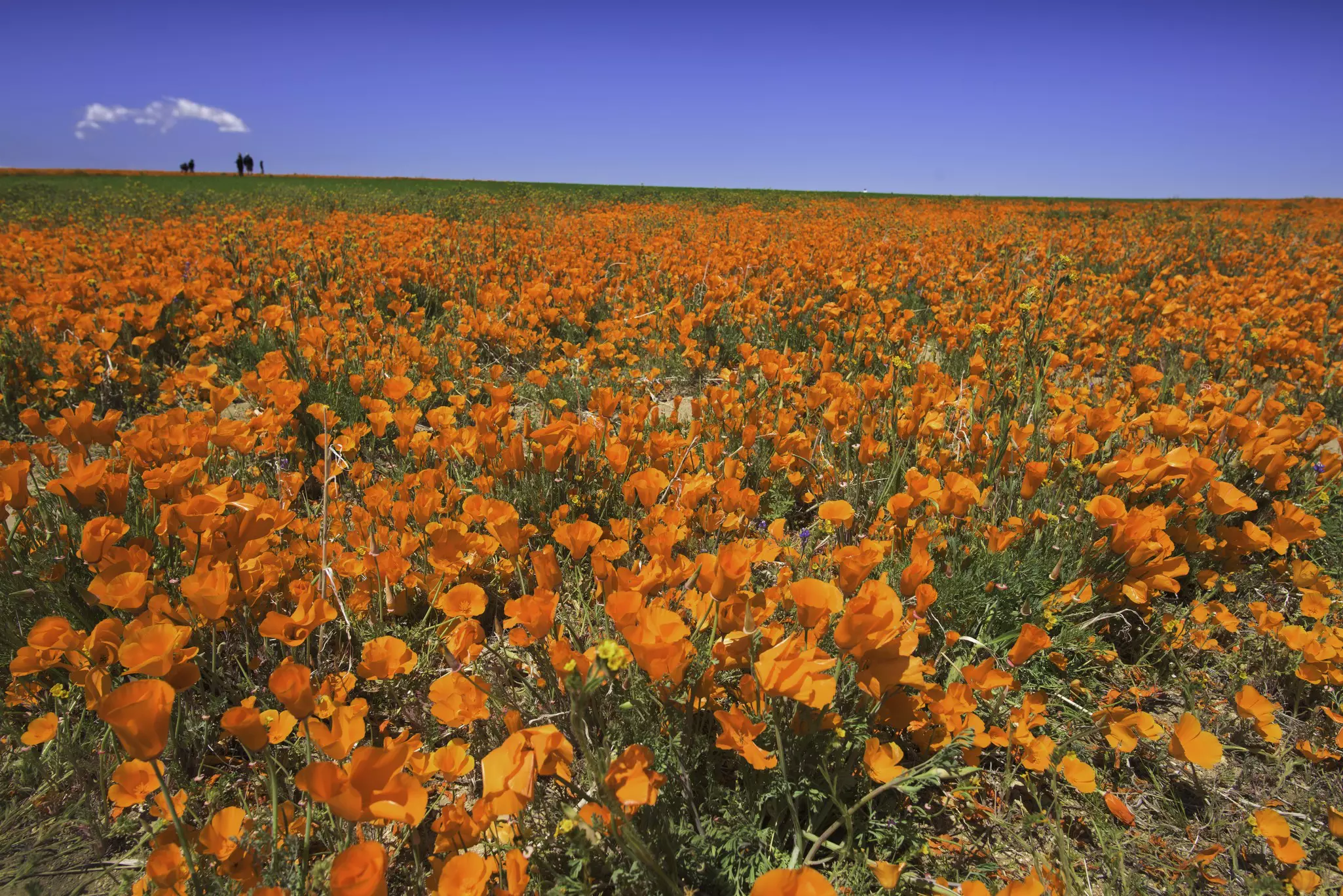A zesty-colored poppy field in Antelope Valley © Getty Images