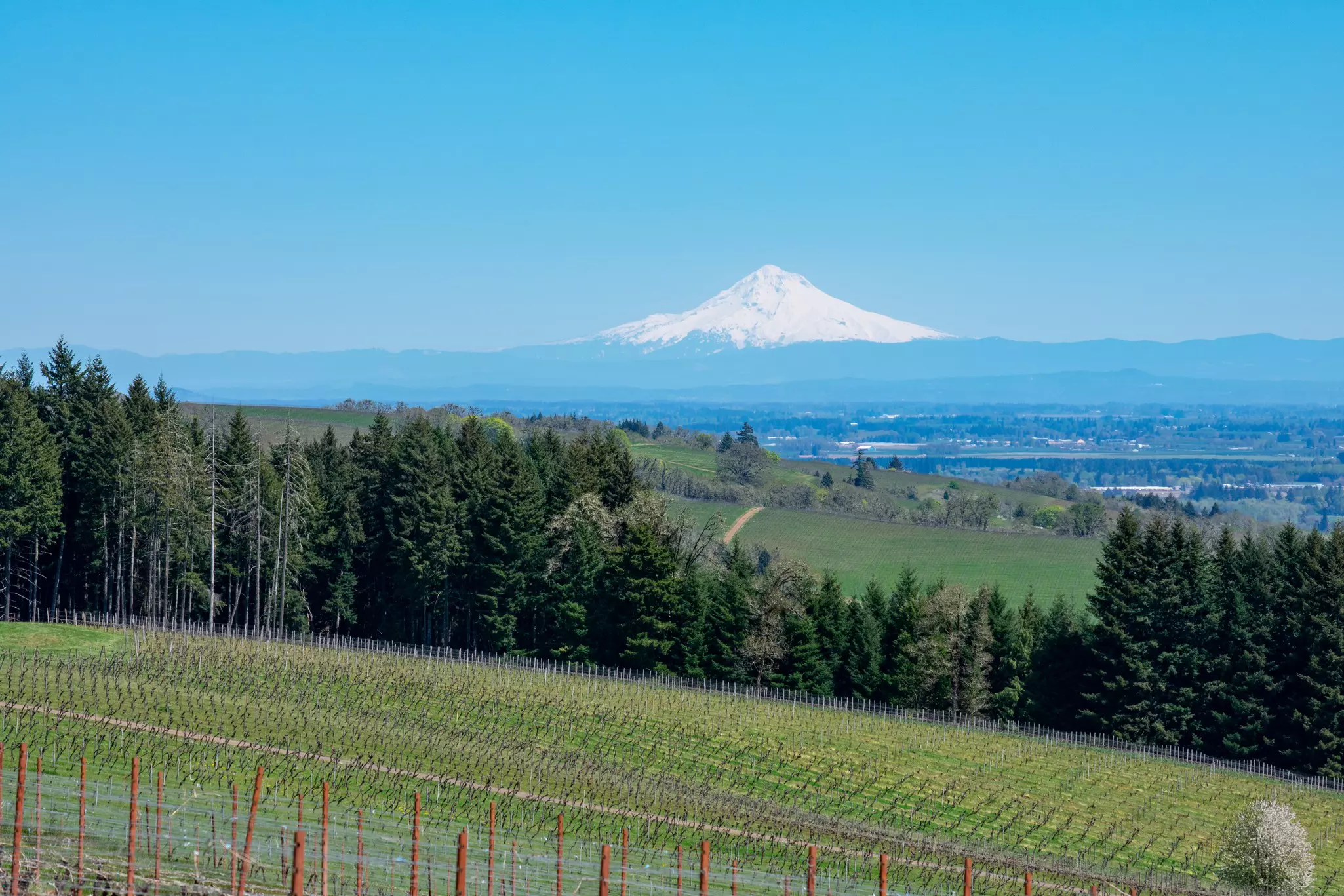 A snow-capped mountain peak above a lush green wine valley.