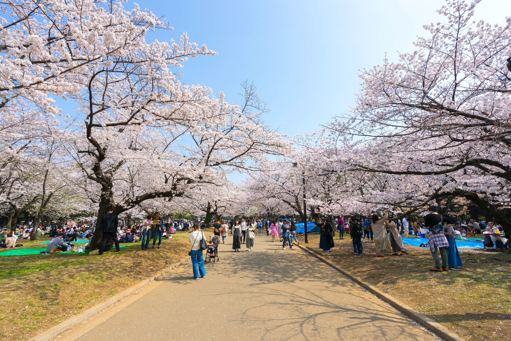 People walk down a path in a park lined with cherry trees in blossom.