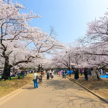 People walk down a path in a park lined with cherry trees in blossom.