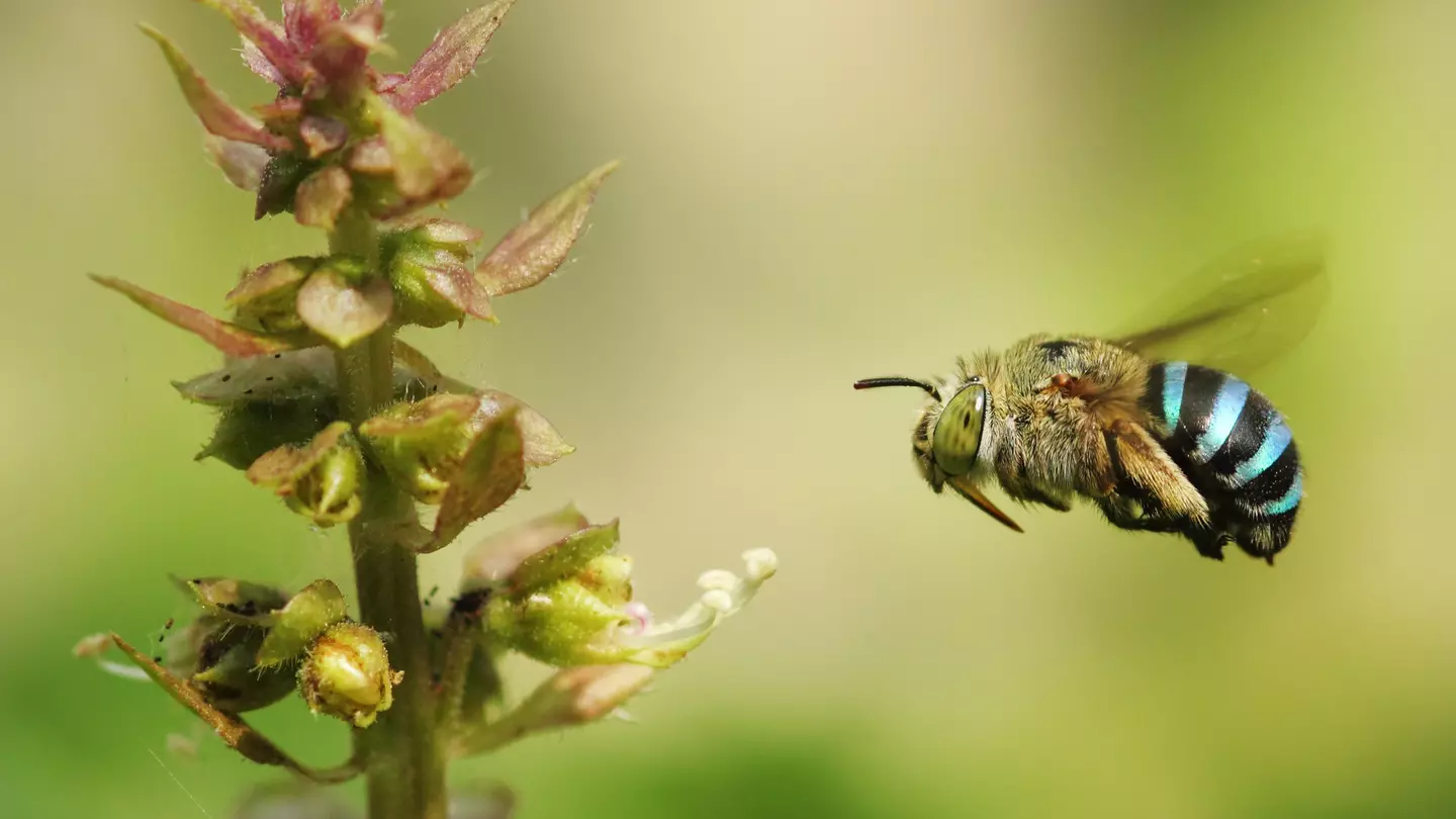 The blue banded bee is one of the most striking species of bees native to Australia ©  Karthik Photography / Getty Images