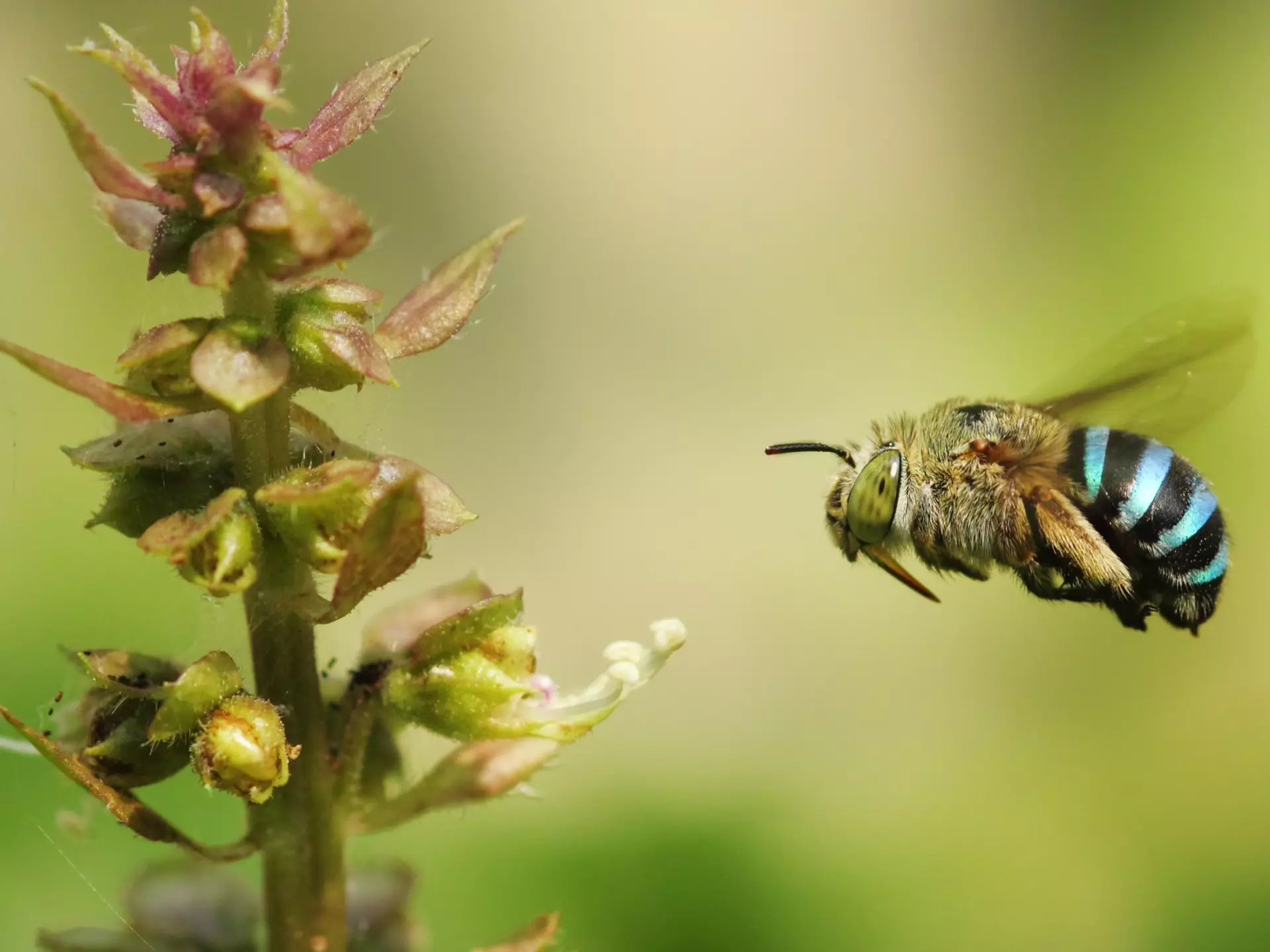The blue banded bee is one of the most striking species of bees native to Australia ©  Karthik Photography / Getty Images