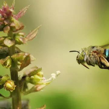 The blue banded bee is one of the most striking species of bees native to Australia ©  Karthik Photography / Getty Images