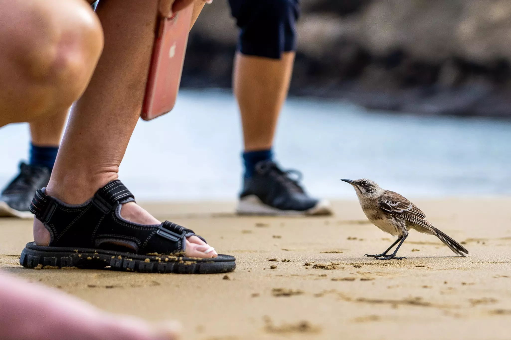 In encounters with humans, the San Cristóbal mockingbird shows very little fear – and a whole lot of curiosity © Sebastian Modak / Lonely Planet