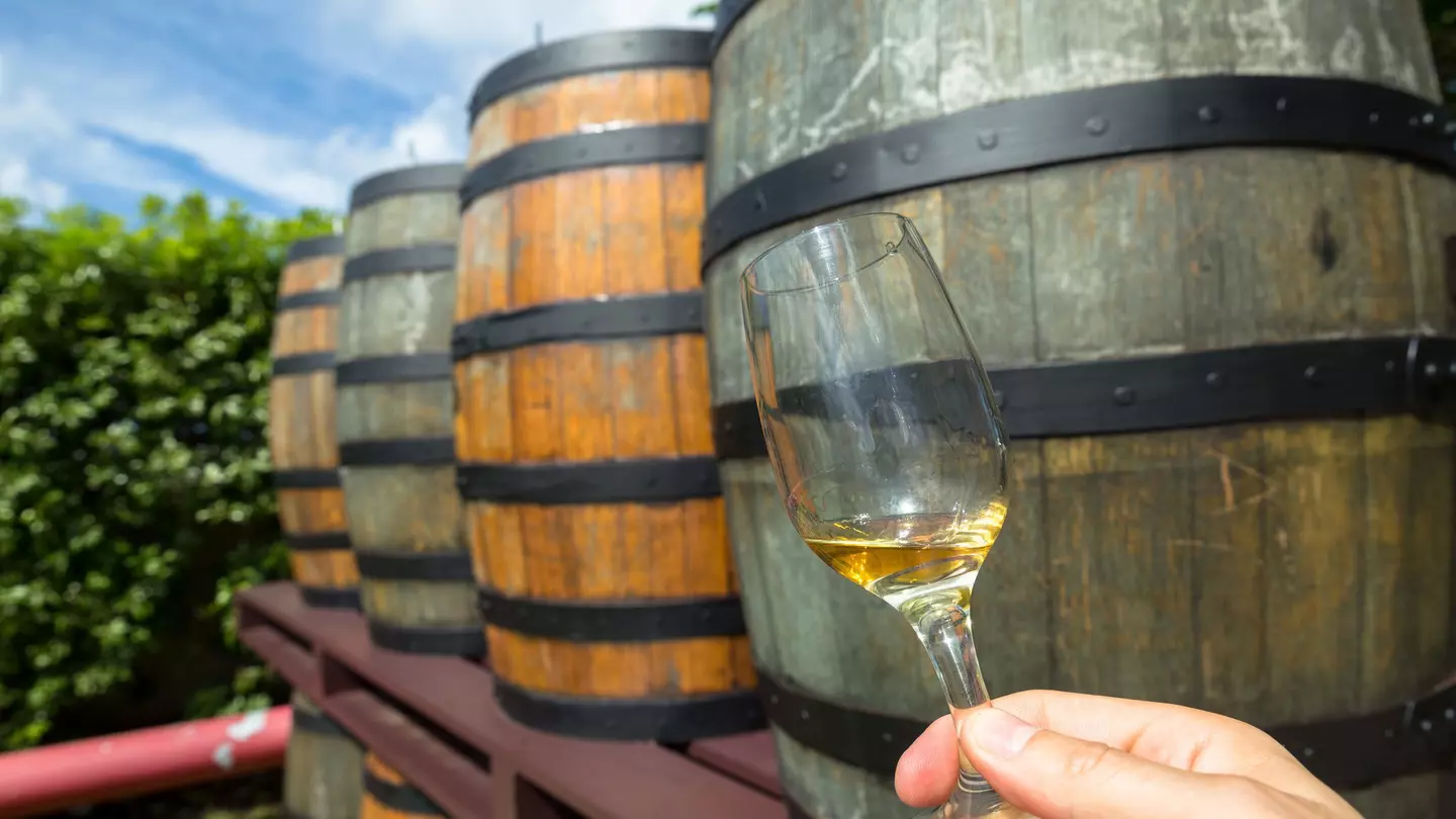 Person holding up rum in a glass during a rum tour in Barbados