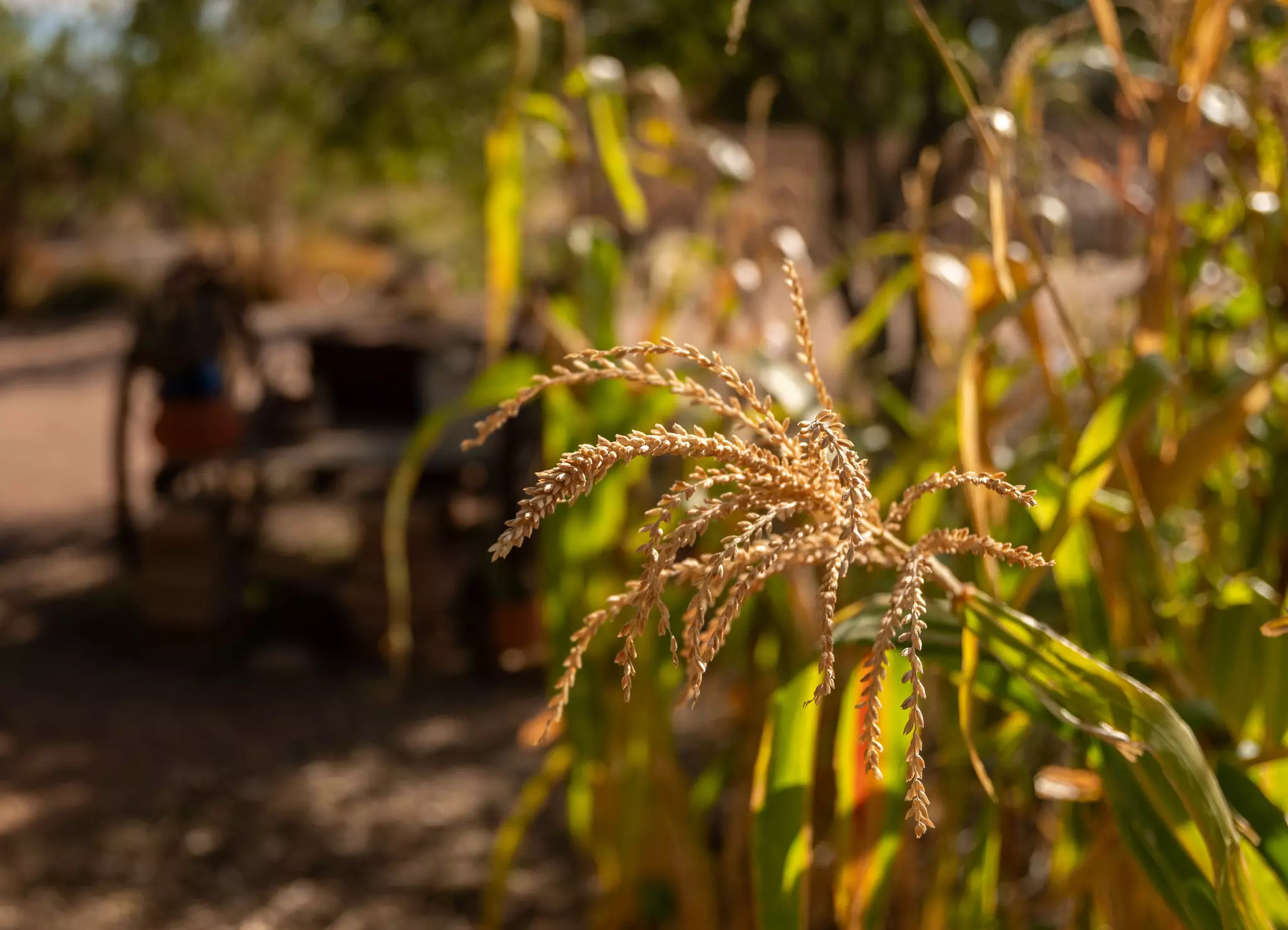 The head of a long grass plant