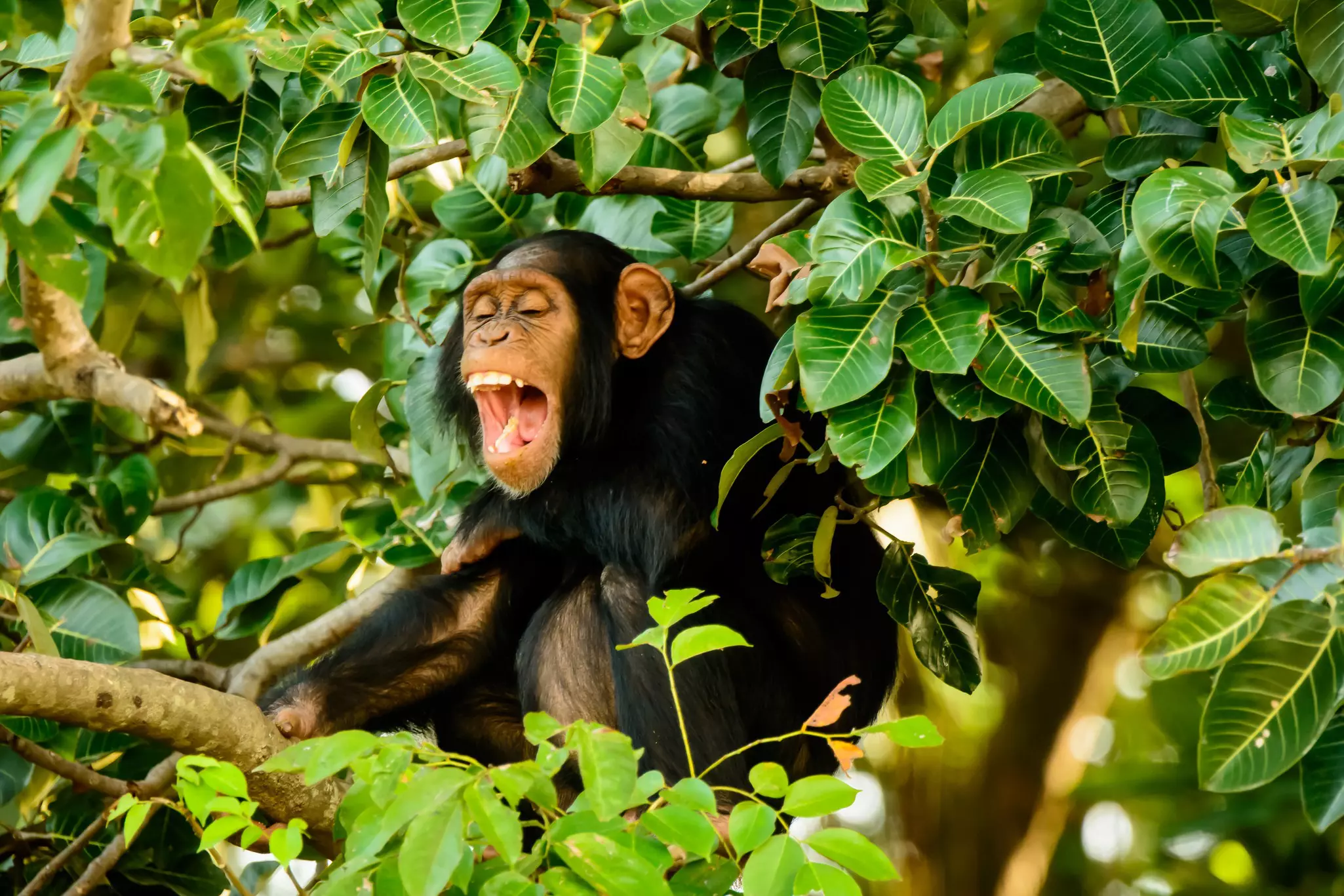 A young chimpanzee with a pink face (eyes closed, mouth agape) calls out; it sits on a small branch and is surrounded by foliage.