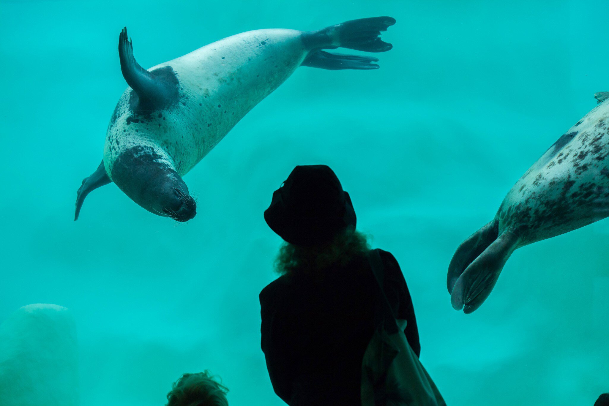 Two grey seals turning through green water behind glass, bubbles trailing from their whiskers.