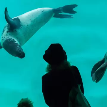 Two grey seals turning through green water behind glass, bubbles trailing from their whiskers.