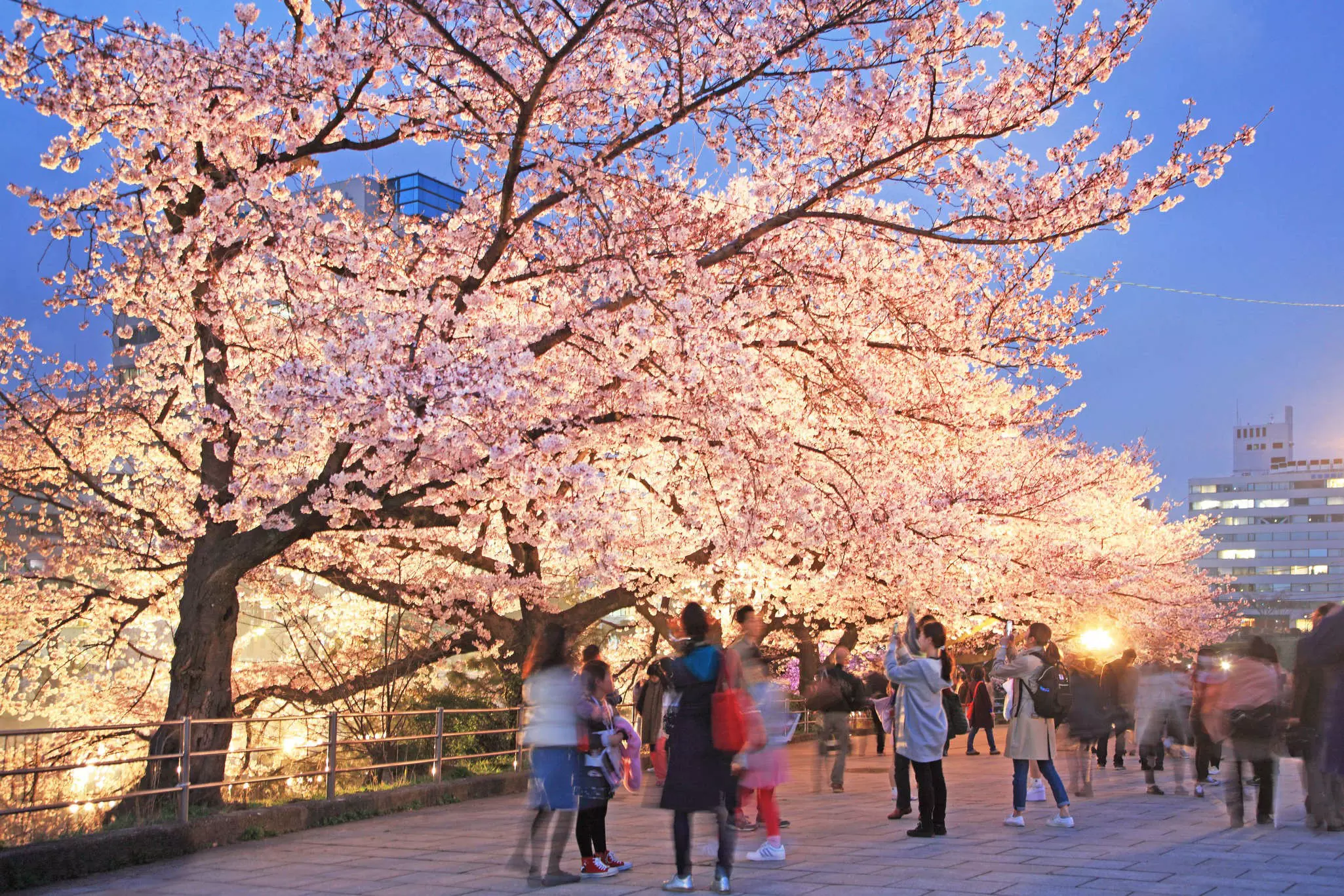 People admire cherry blossoms and take photographs in the evening light in Fukuoka.