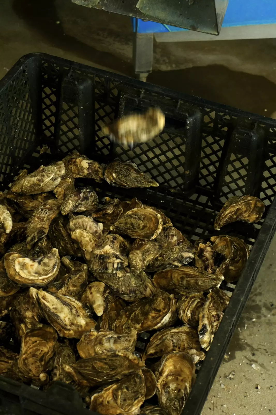 Huitres Baptiste Raimbaud, an oyster farm near the shore at Port des Champs, Vendée, France