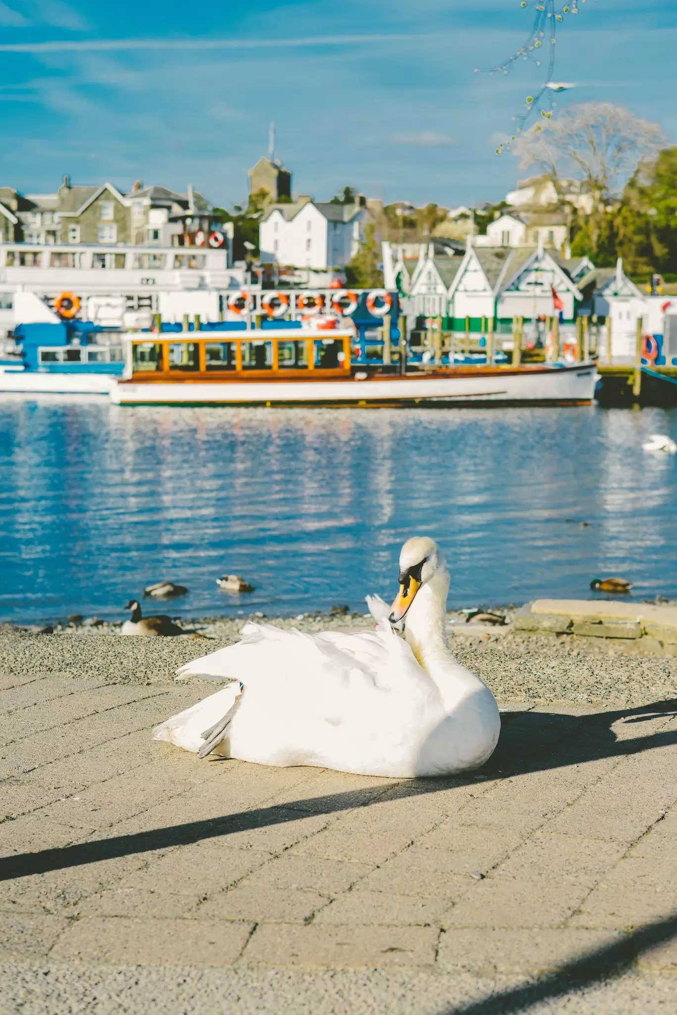 Ducks on a lakeshore across from a boat and white houses