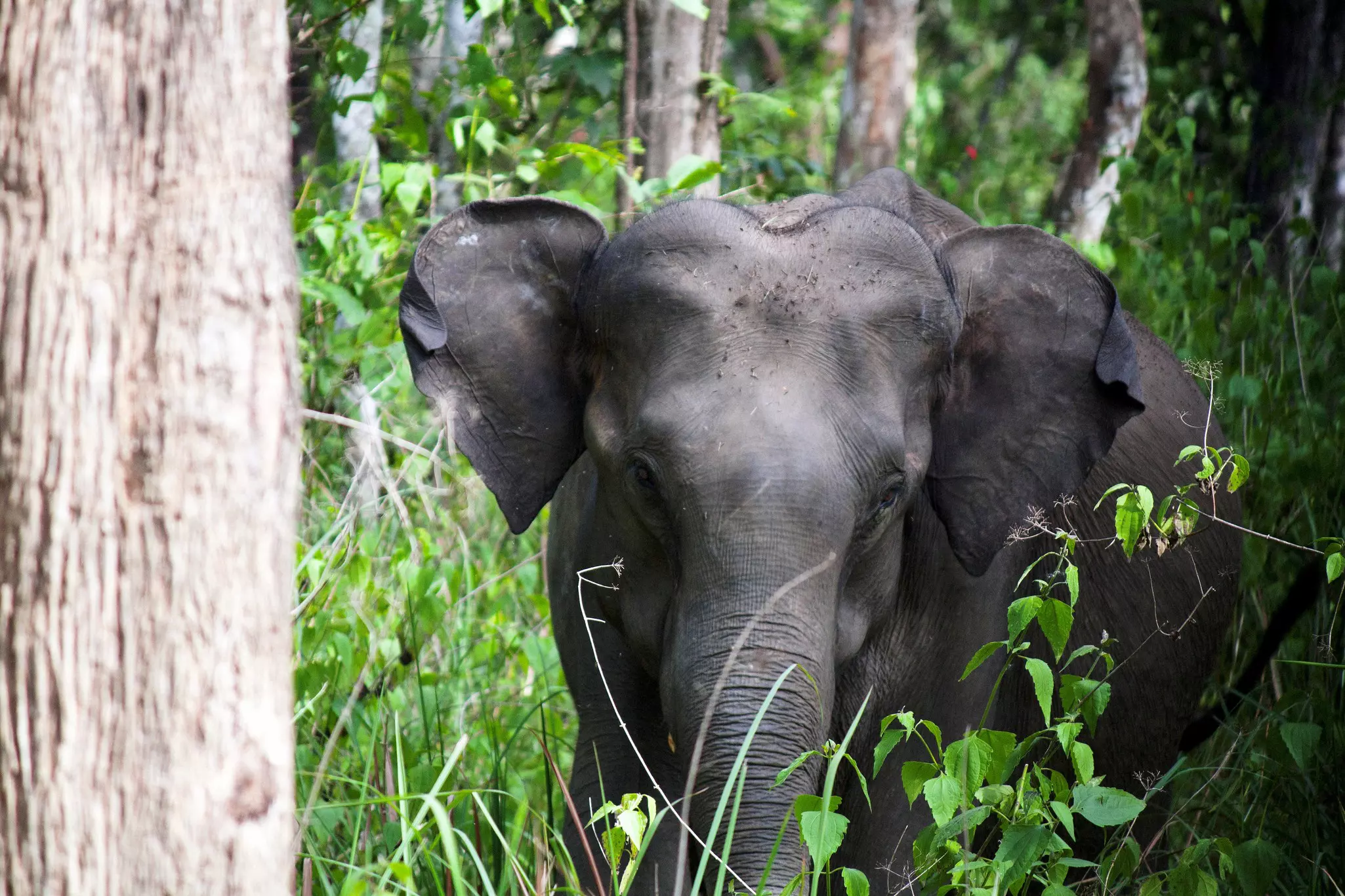 An Asian elephant in the forest faces the camera.