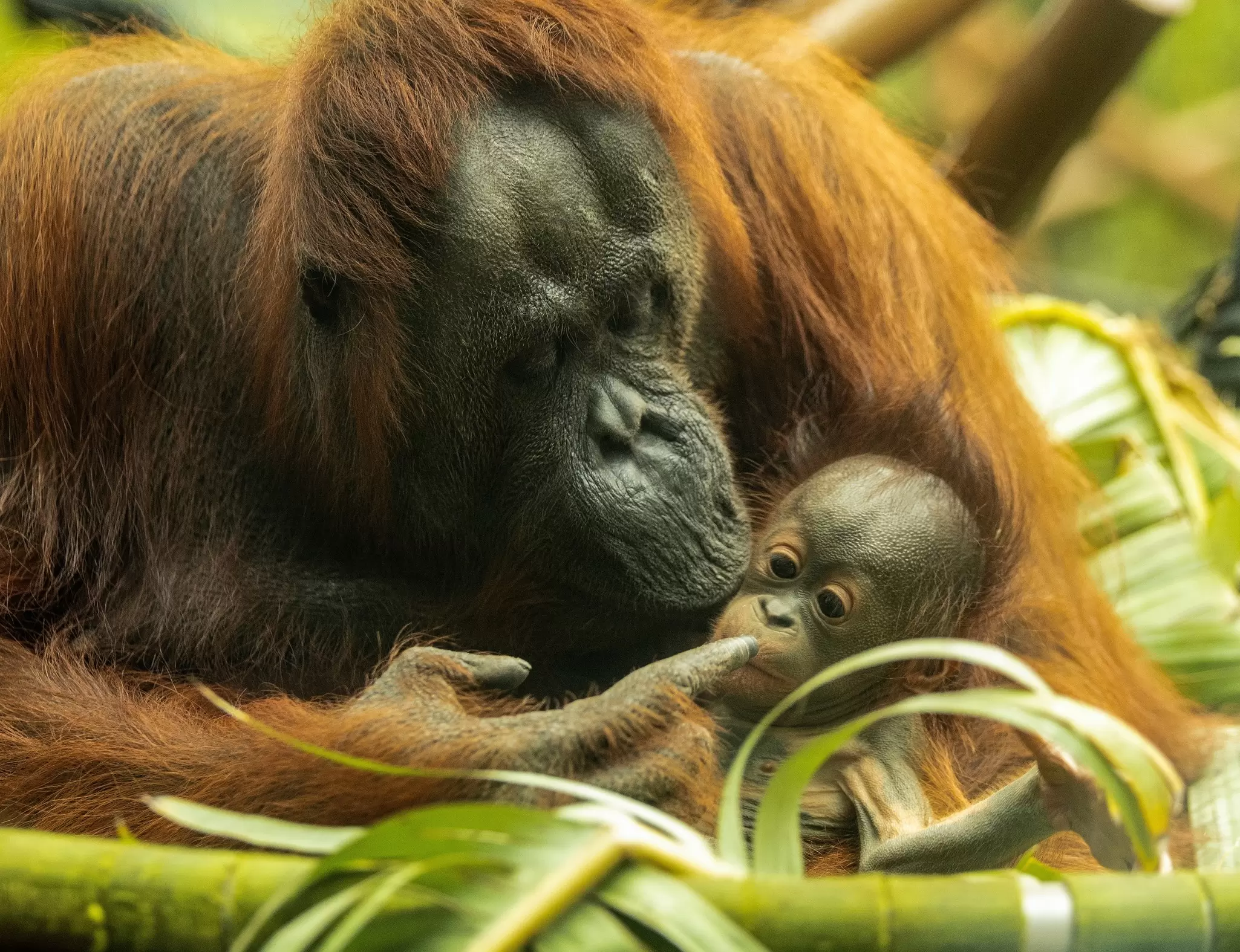 Close-up of a mother and baby Orangutan at Auckland Zoo in New Zealand.